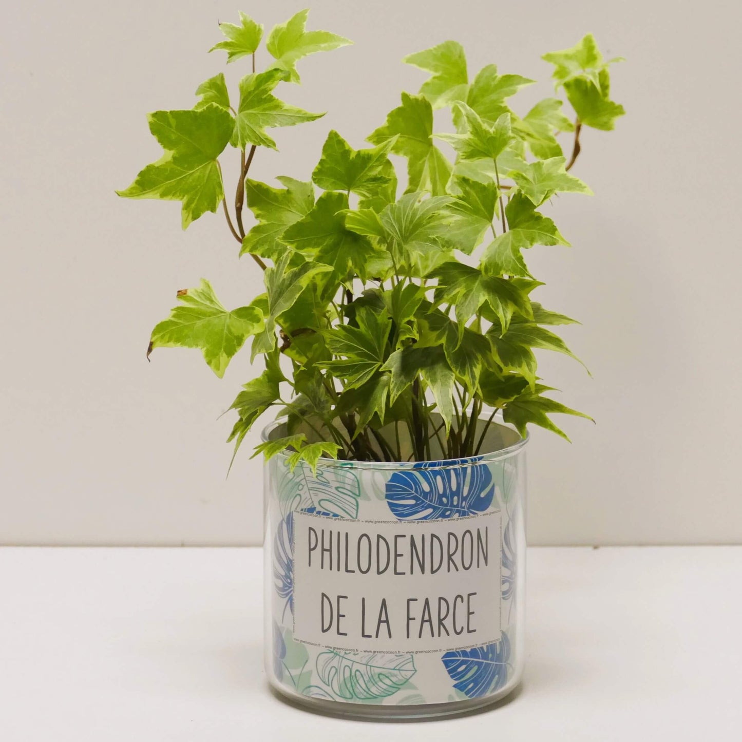 Pot Philodendron de la farce et sa plante