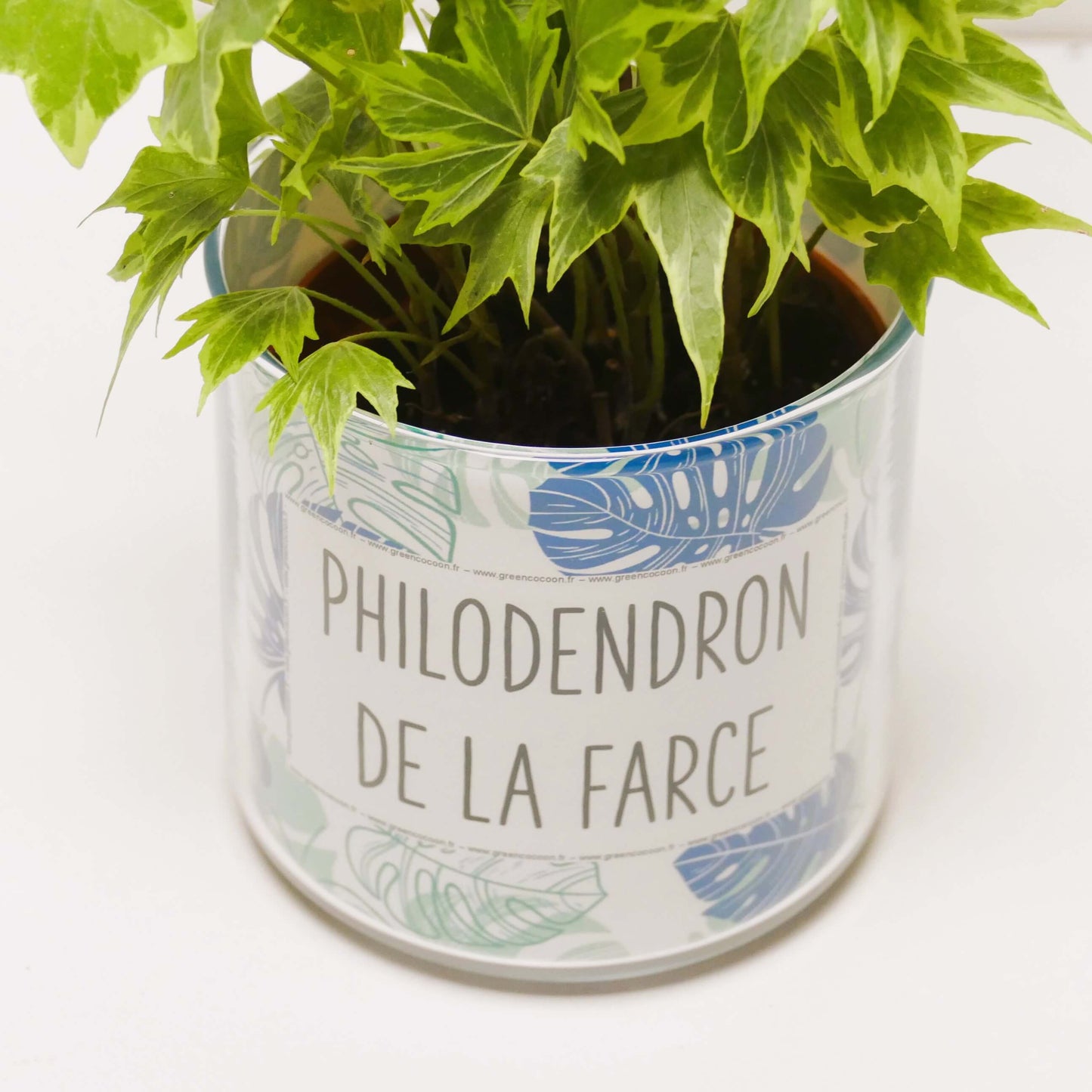 Pot Philodendron de la farce et sa plante