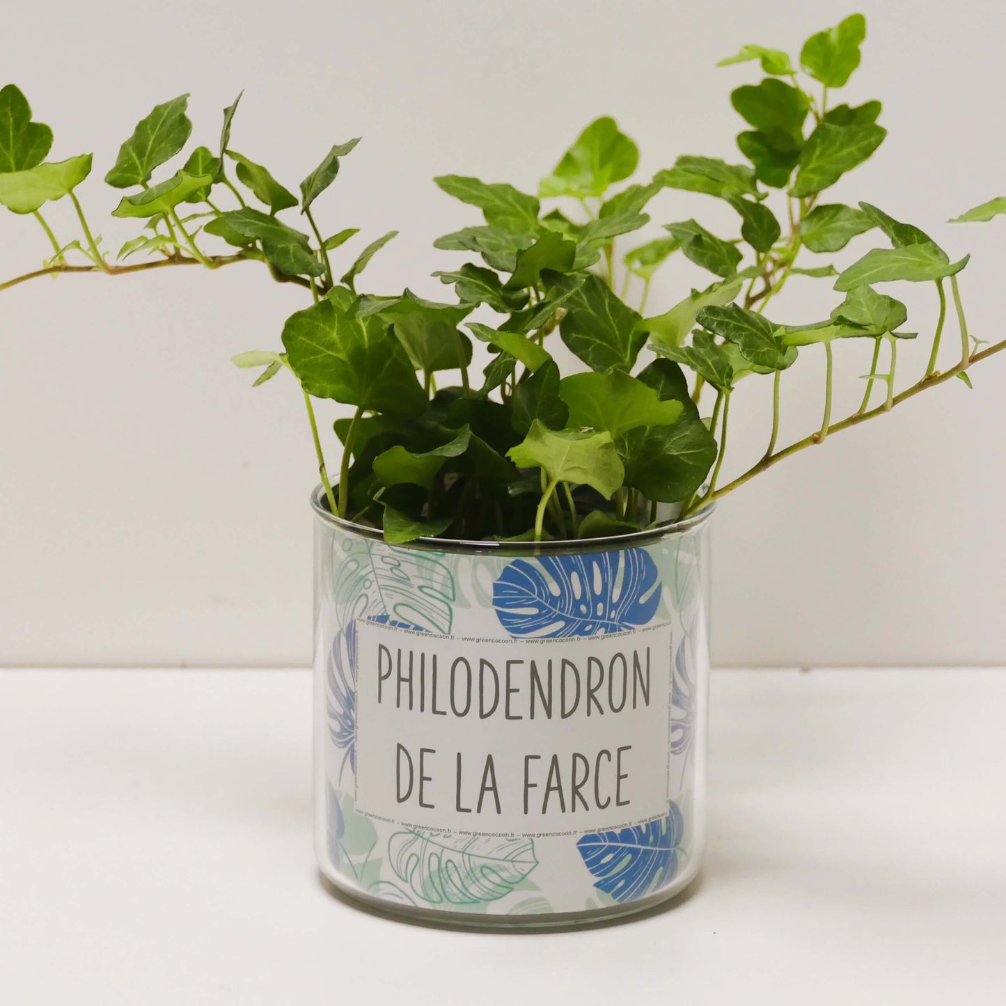 Pot Philodendron de la farce et sa plante