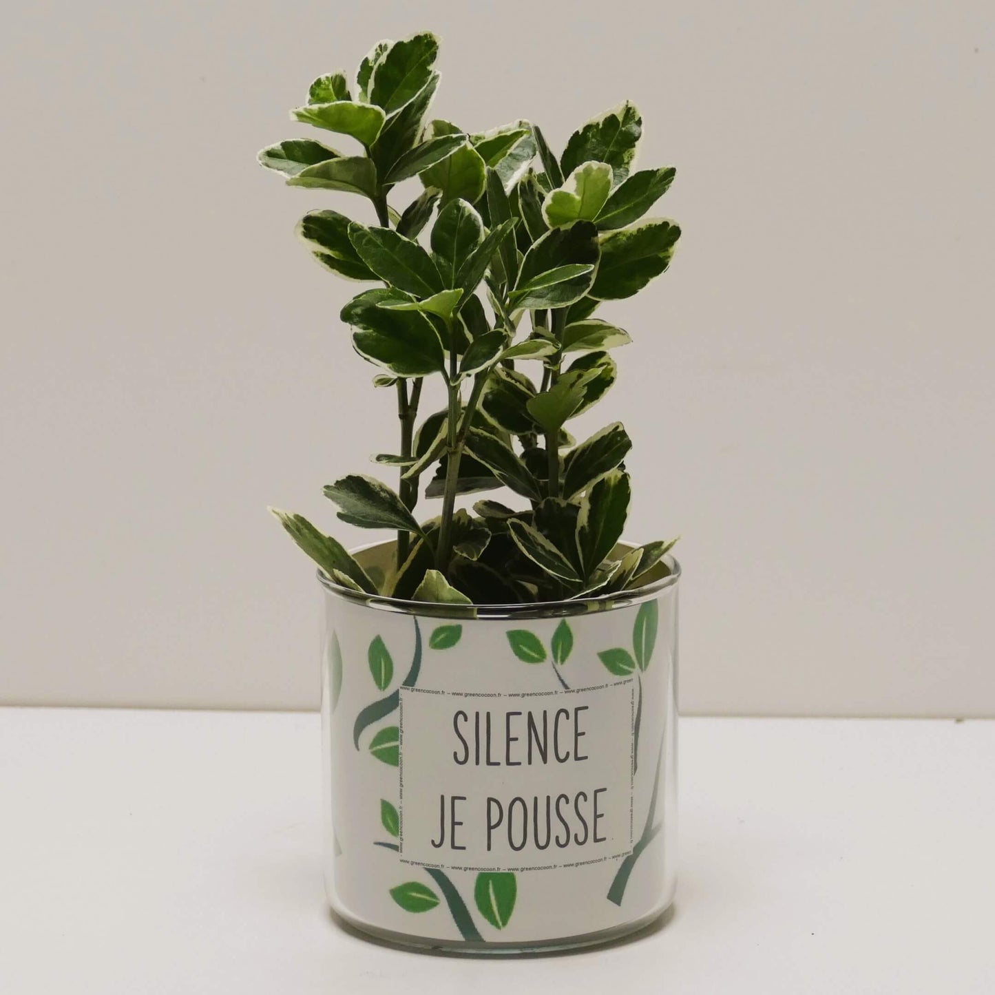 Pot Silence je pousse et sa plante