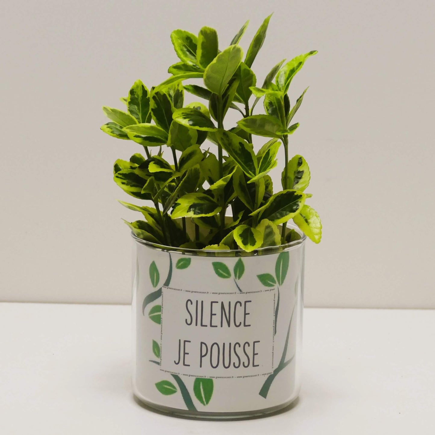 Pot Silence je pousse et sa plante