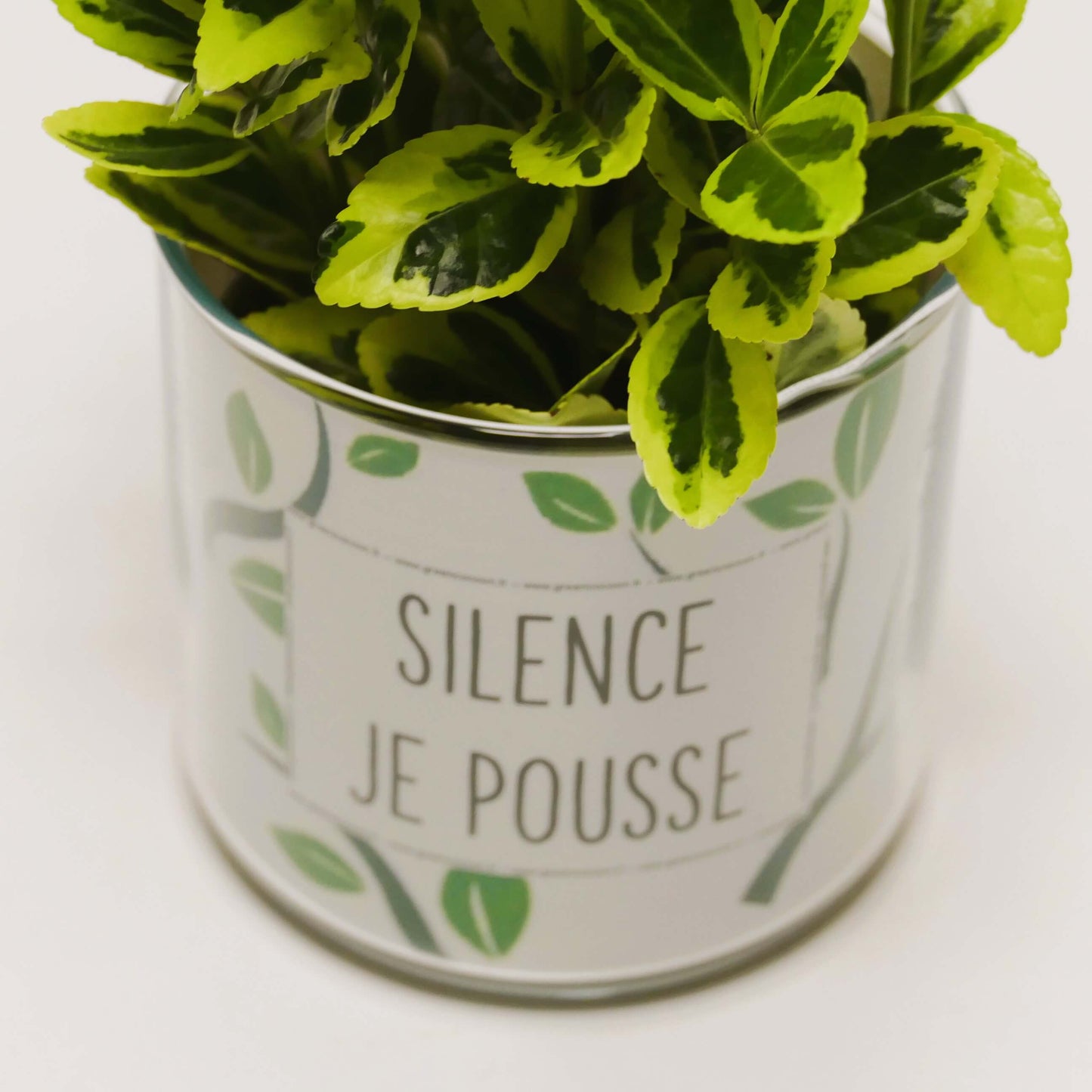 Pot Silence je pousse et sa plante
