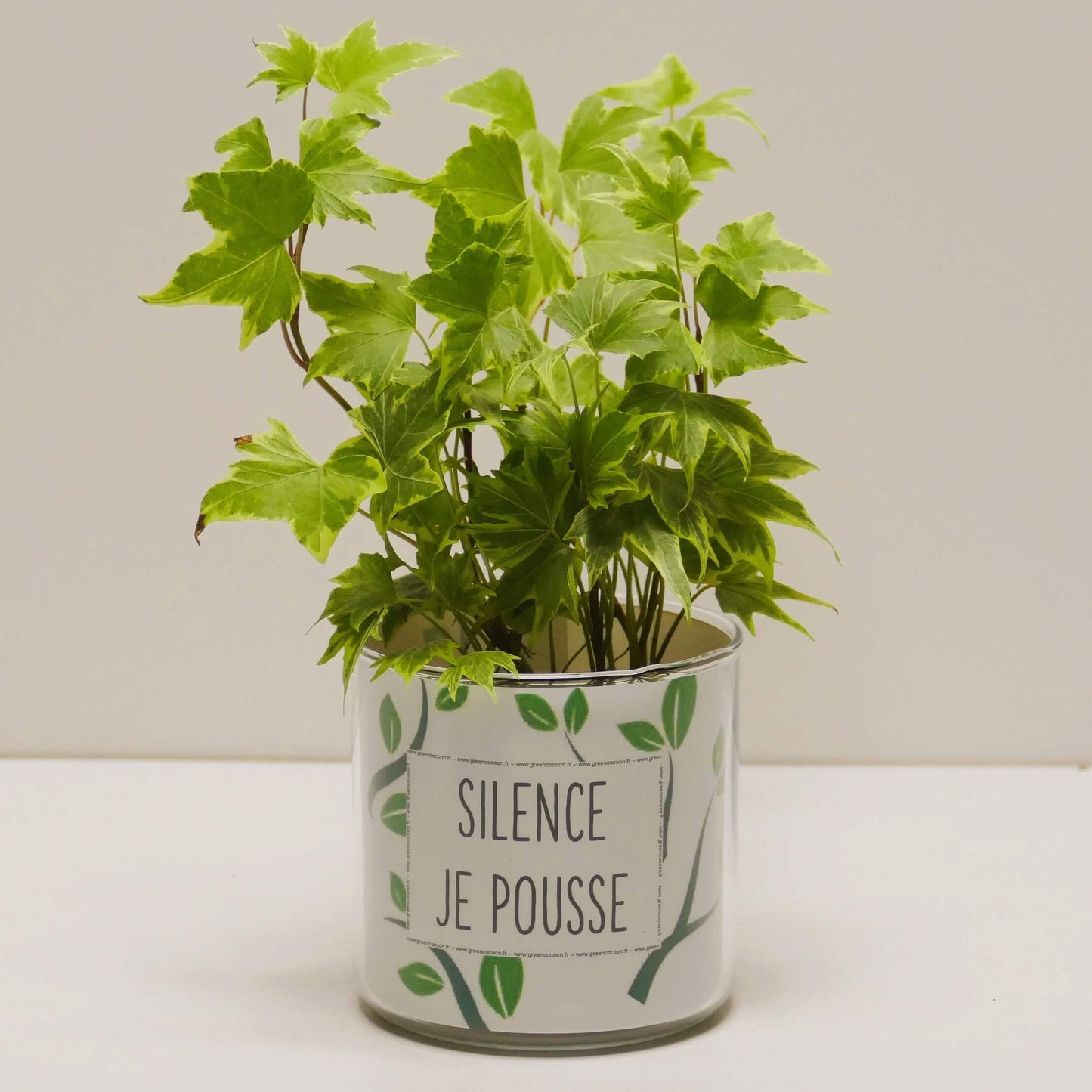 Pot Silence je pousse et sa plante