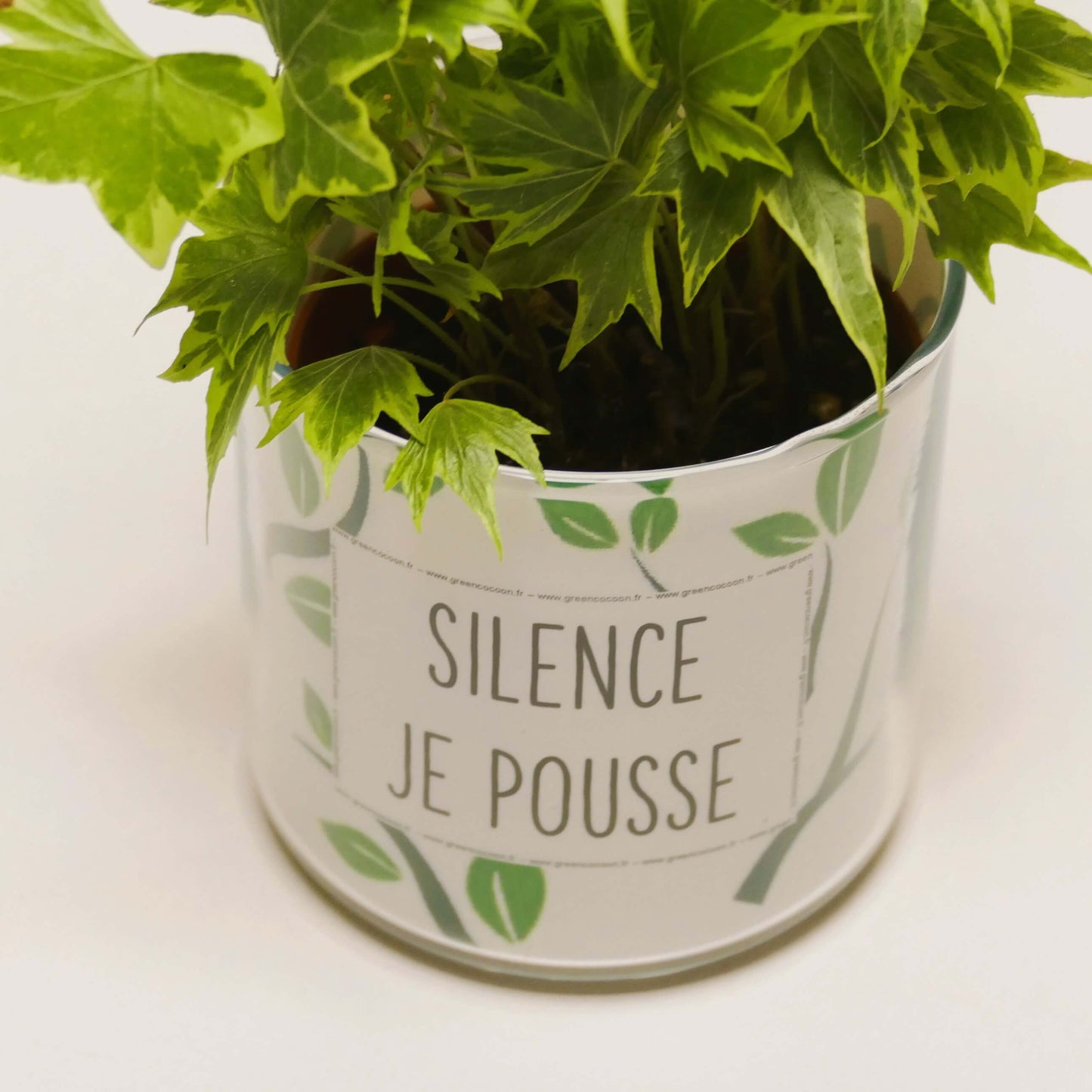 Pot Silence je pousse et sa plante
