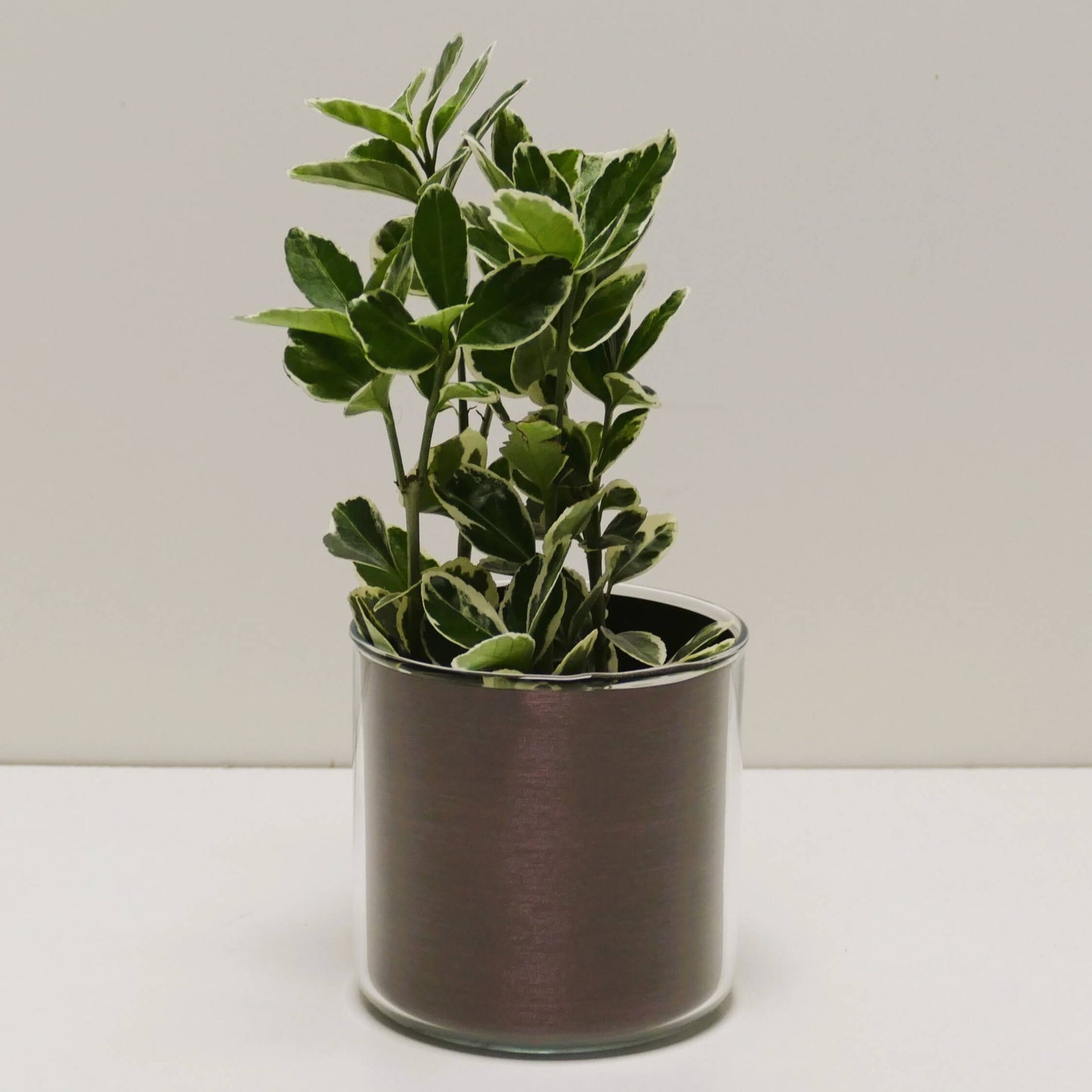 Pot "cuivre brossé" et sa plante