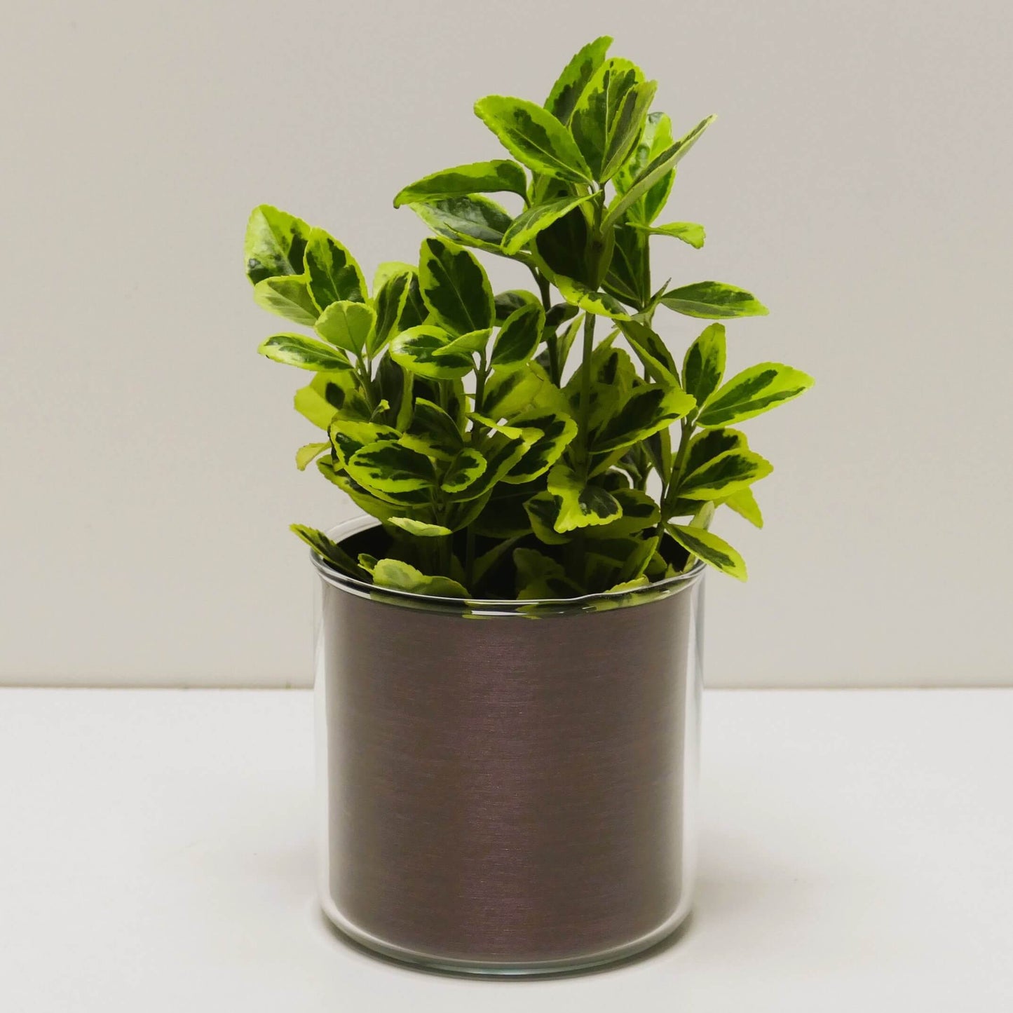 Pot "cuivre brossé" et sa plante