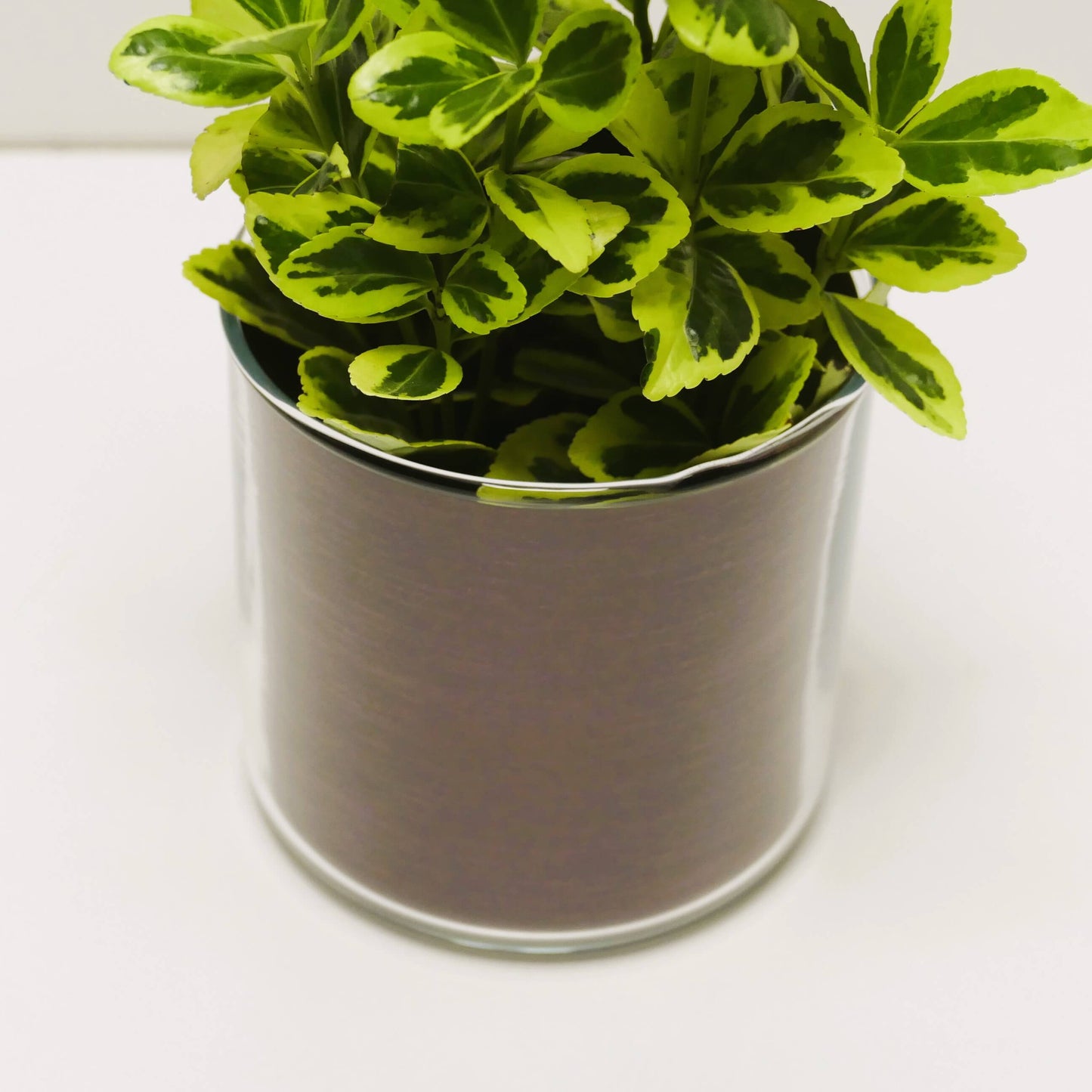 Pot "cuivre brossé" et sa plante