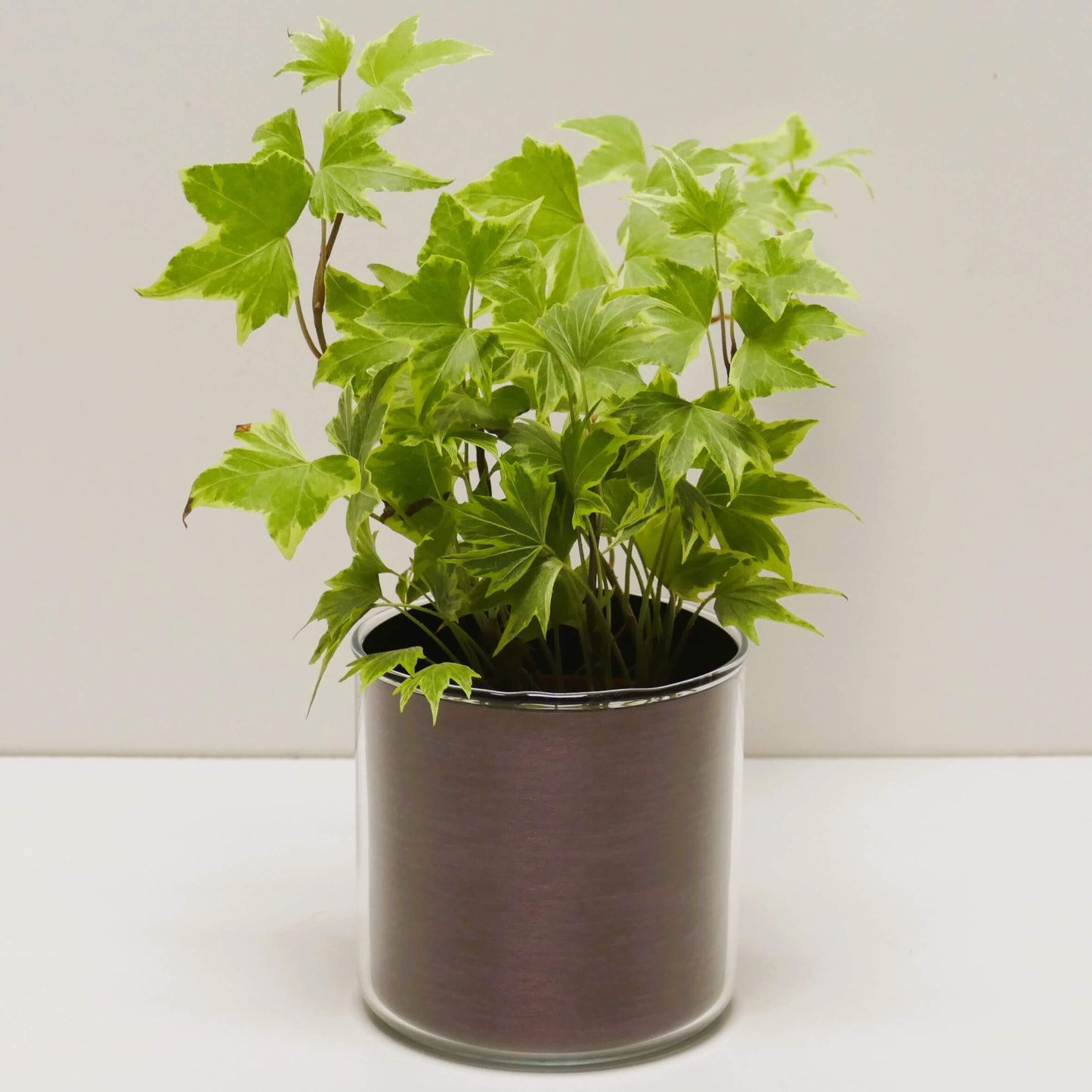 Pot "cuivre brossé" et sa plante