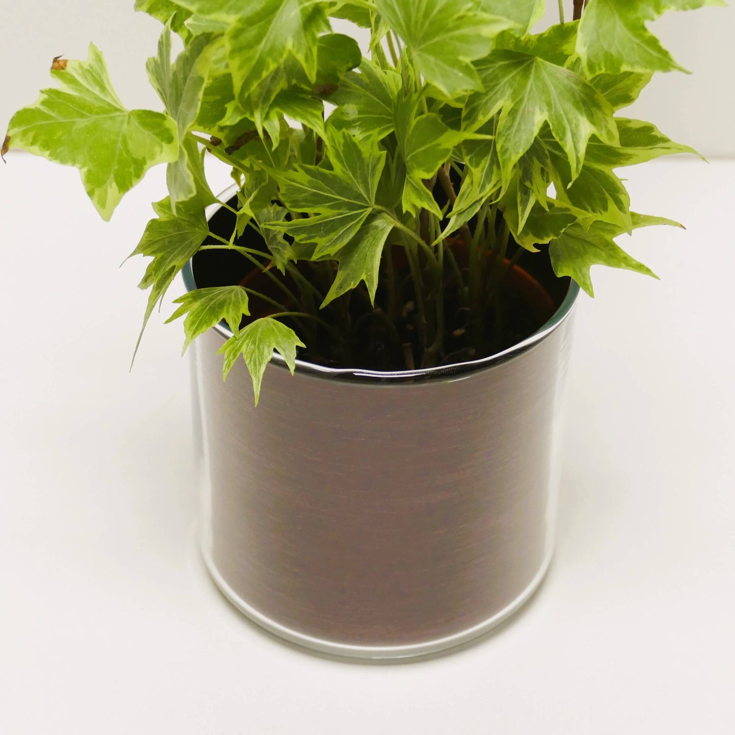 Pot "cuivre brossé" et sa plante