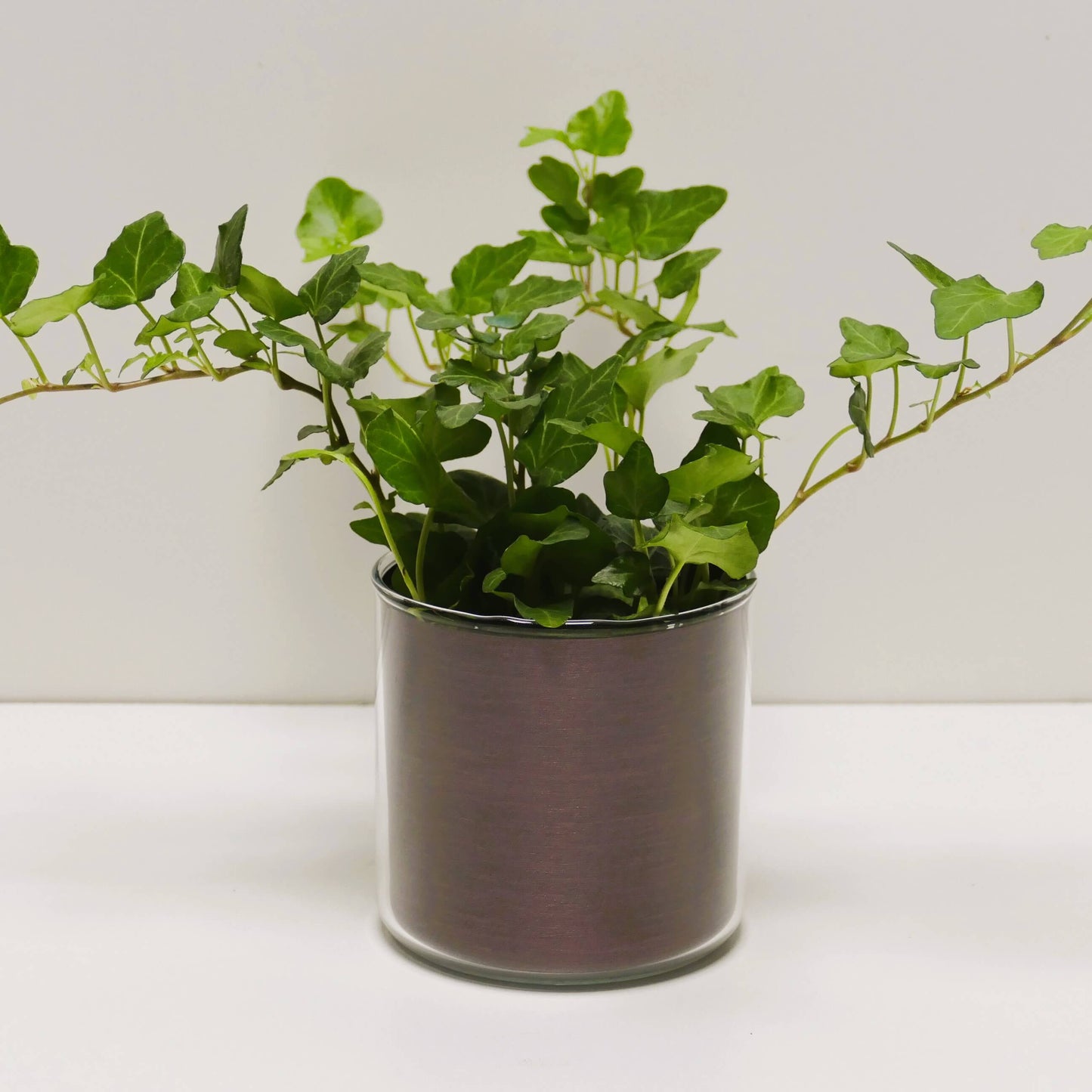 Pot "cuivre brossé" et sa plante