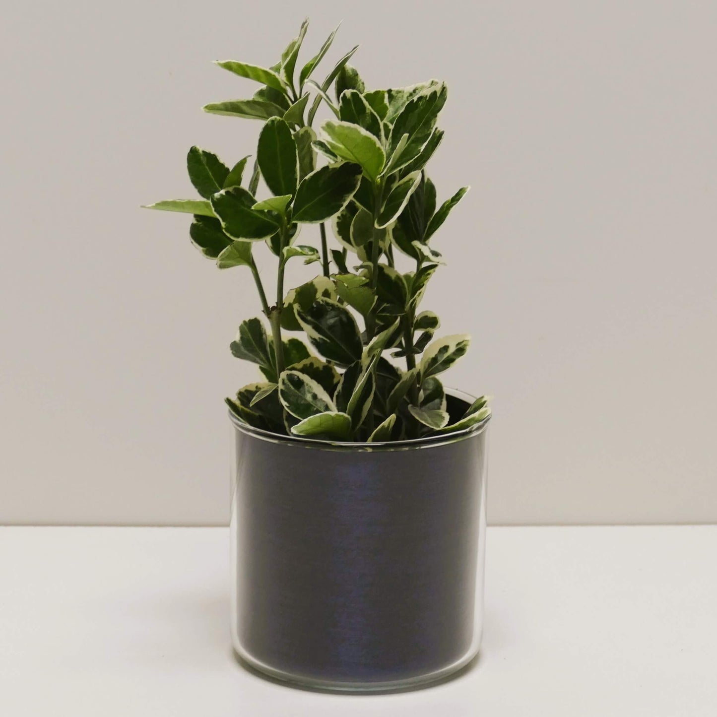 Pot "métal bleu brossé" et sa plante