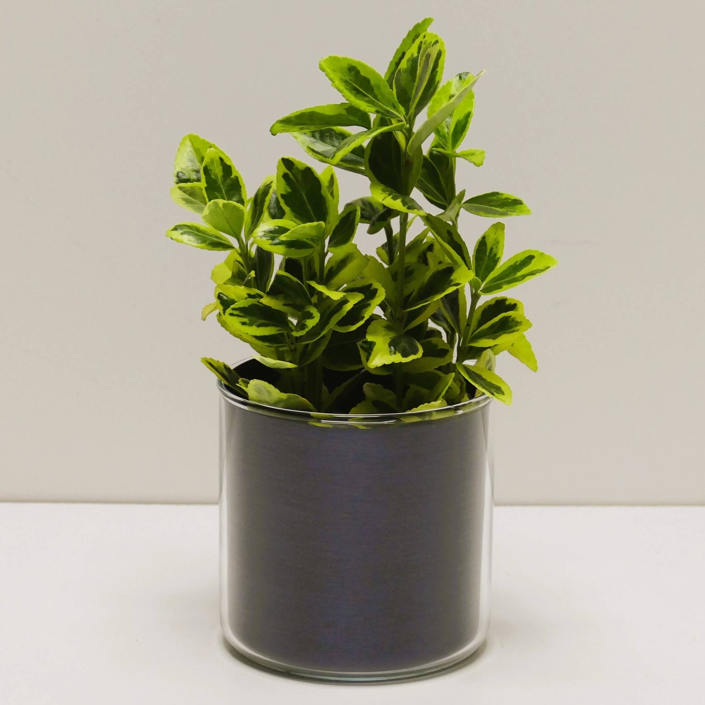Pot "métal bleu brossé" et sa plante
