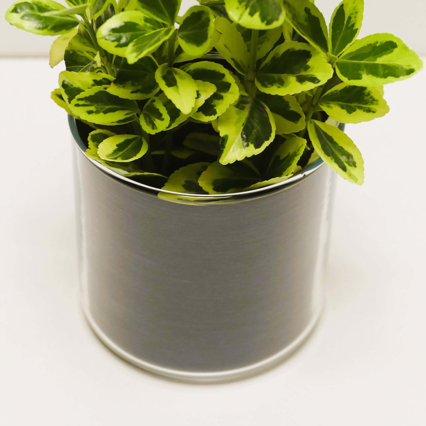 Pot "métal bleu brossé" et sa plante