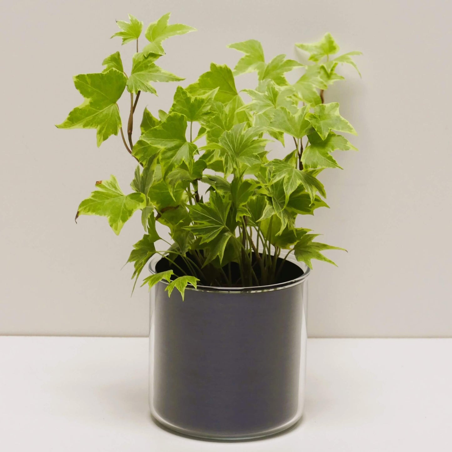 Pot "métal bleu brossé" et sa plante