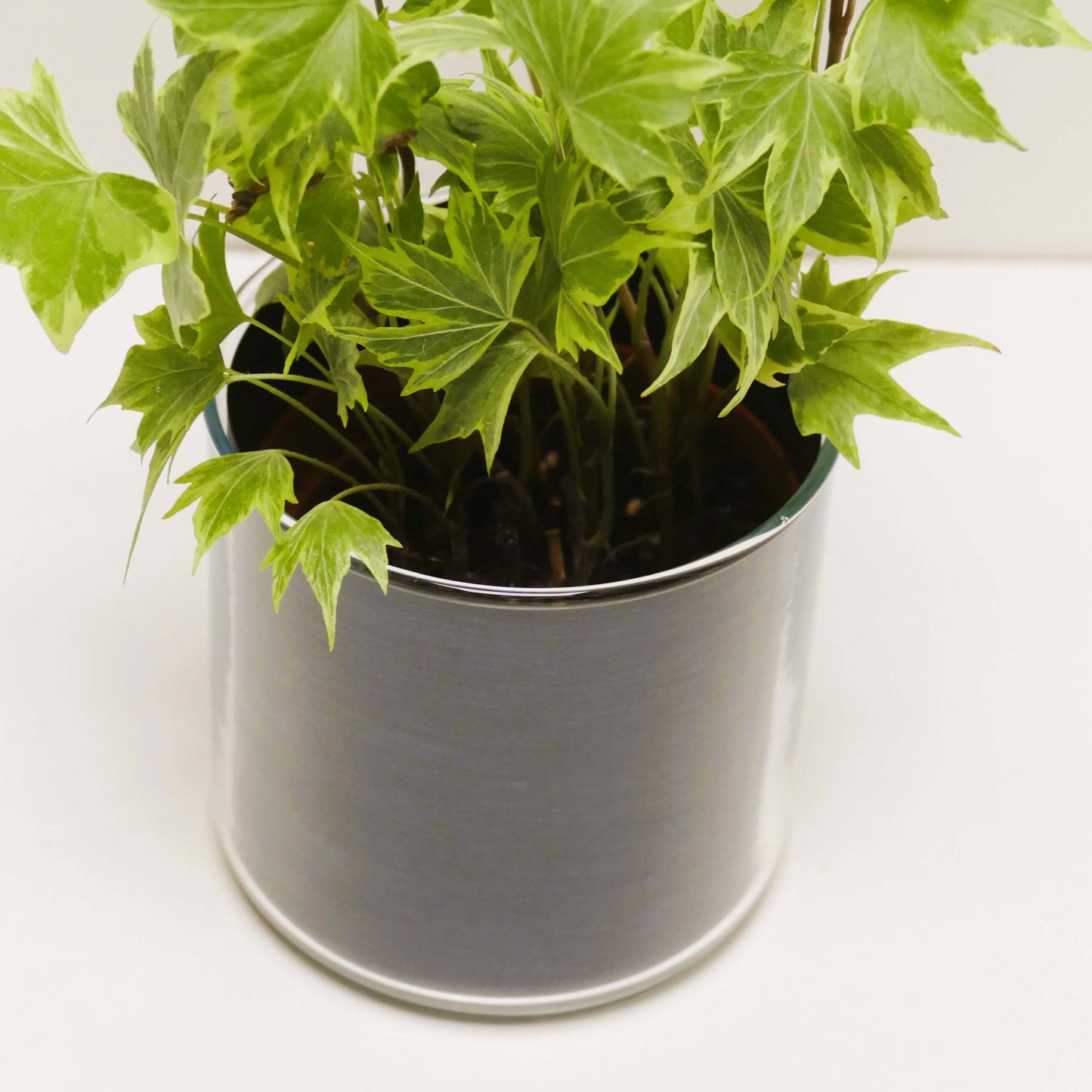 Pot "métal bleu brossé" et sa plante