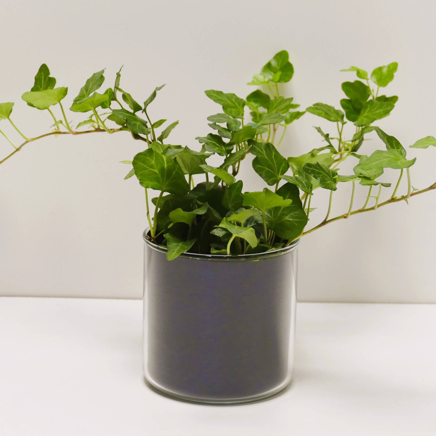 Pot "métal bleu brossé" et sa plante