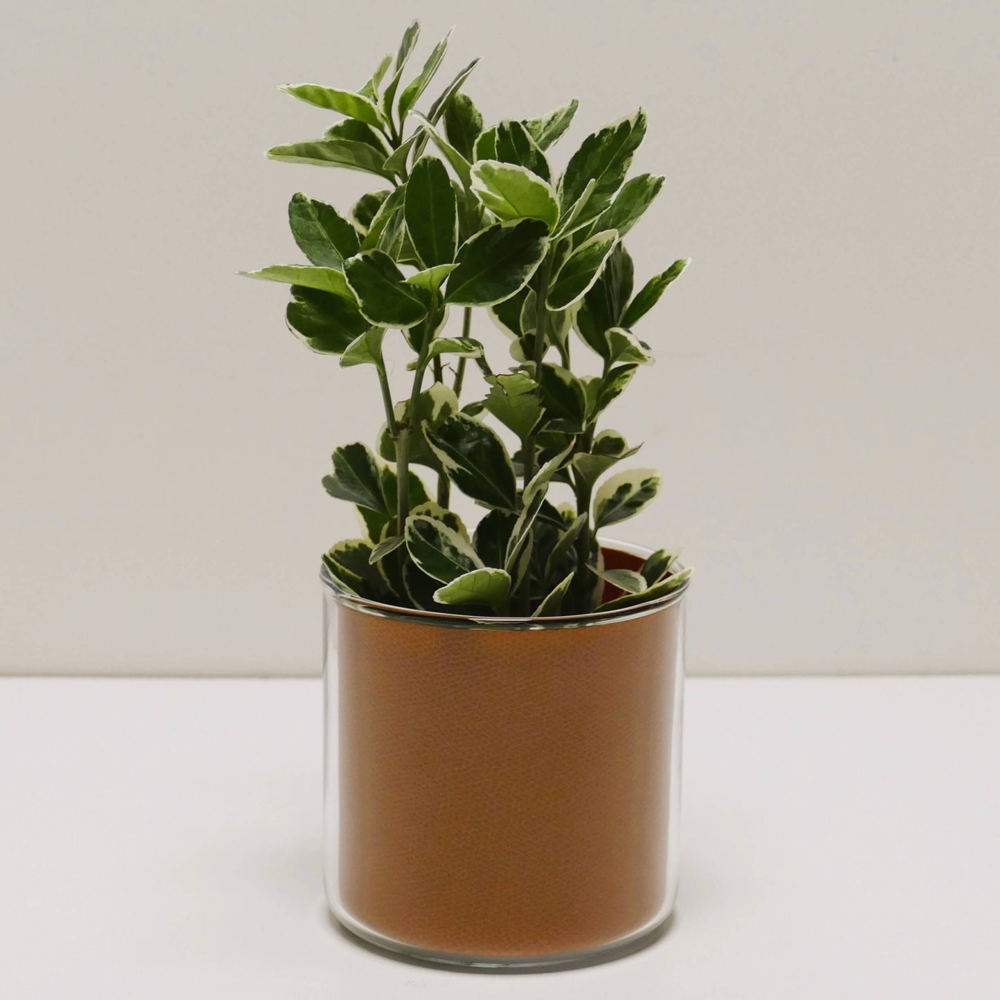 Pot "cuir" et sa plante