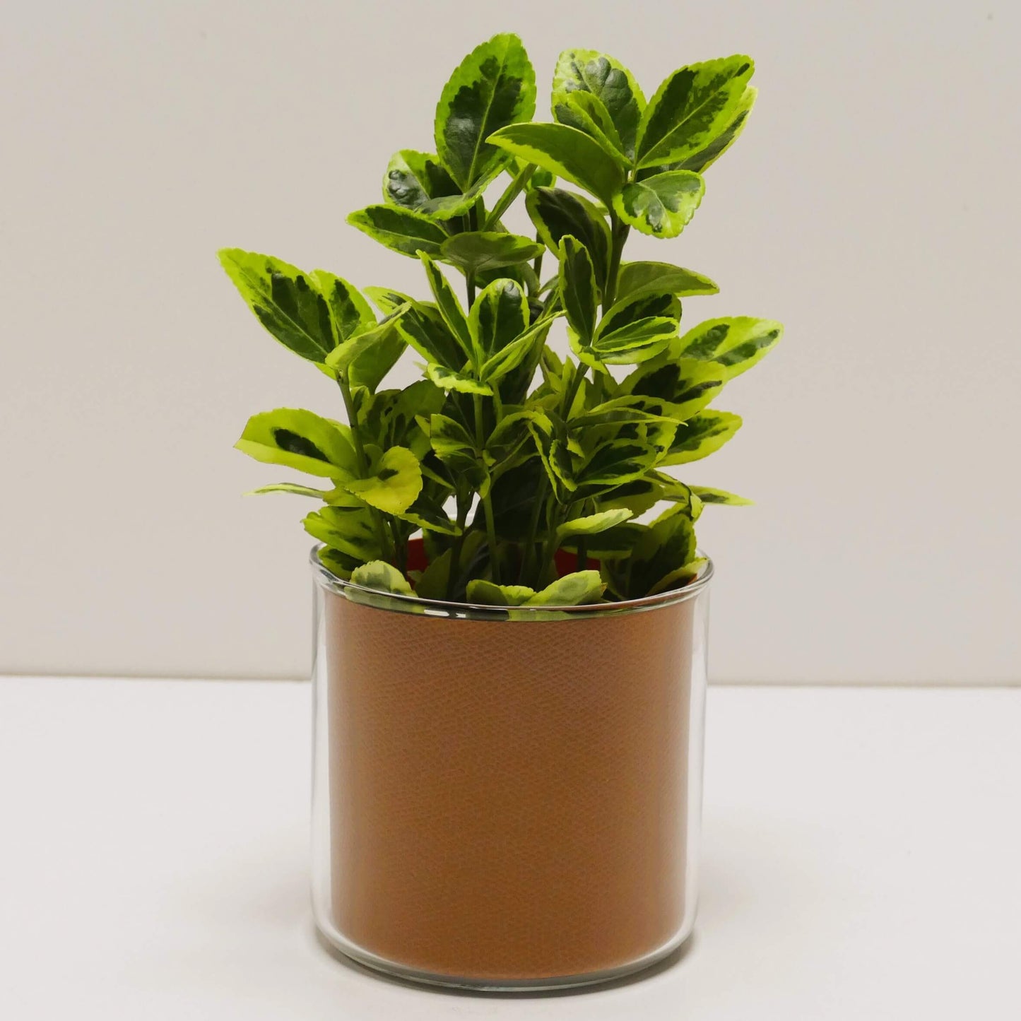 Pot "cuir" et sa plante