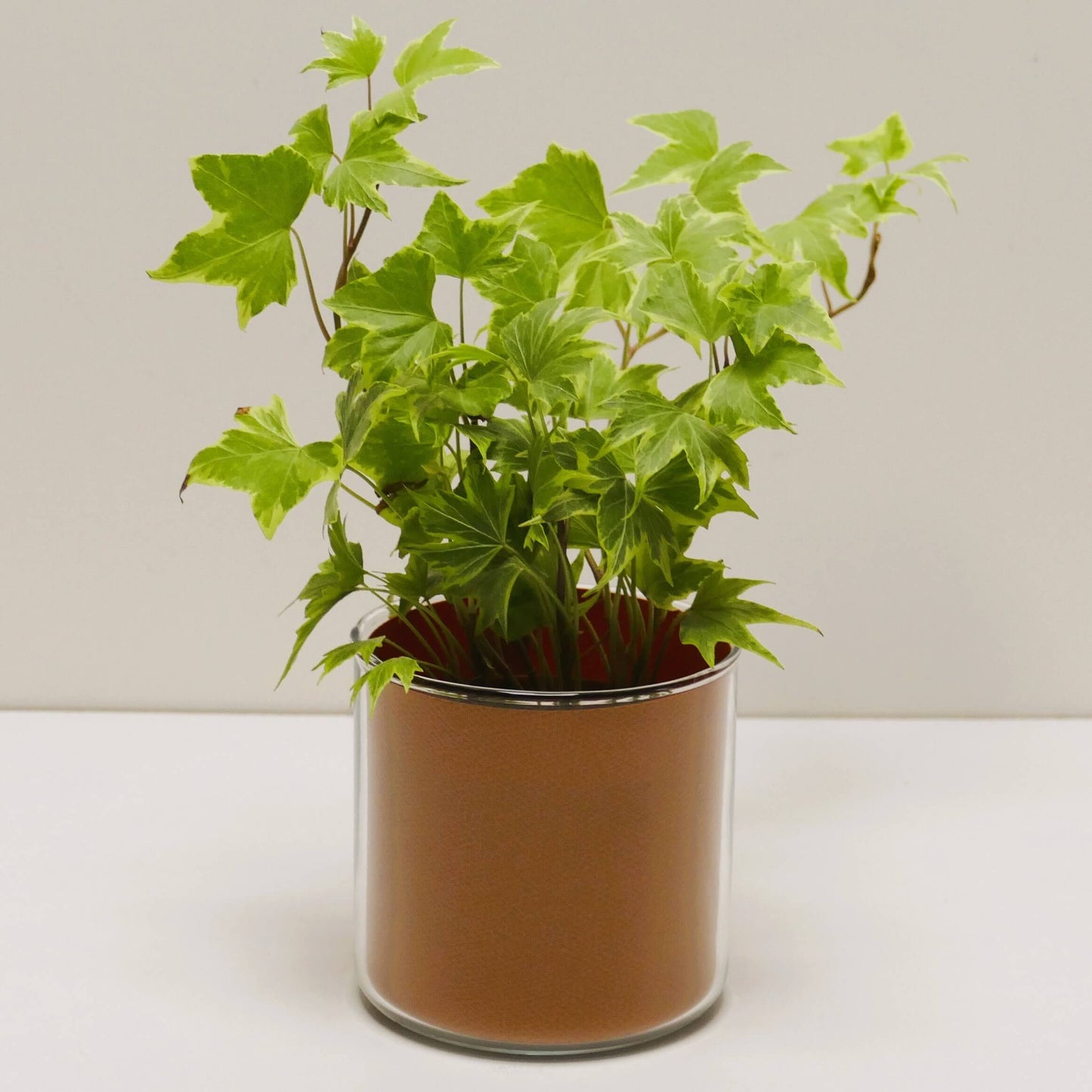 Pot "cuir" et sa plante