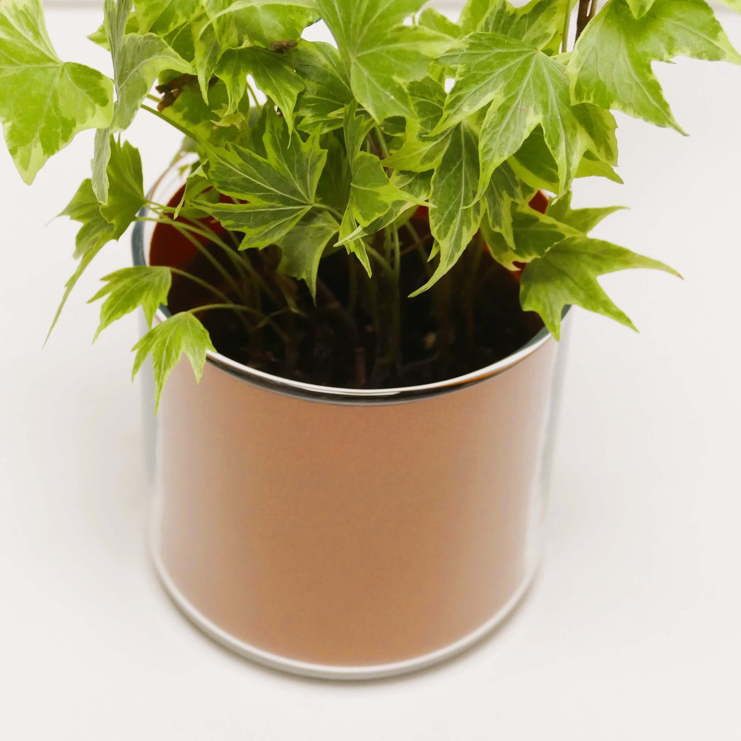 Pot "cuir" et sa plante