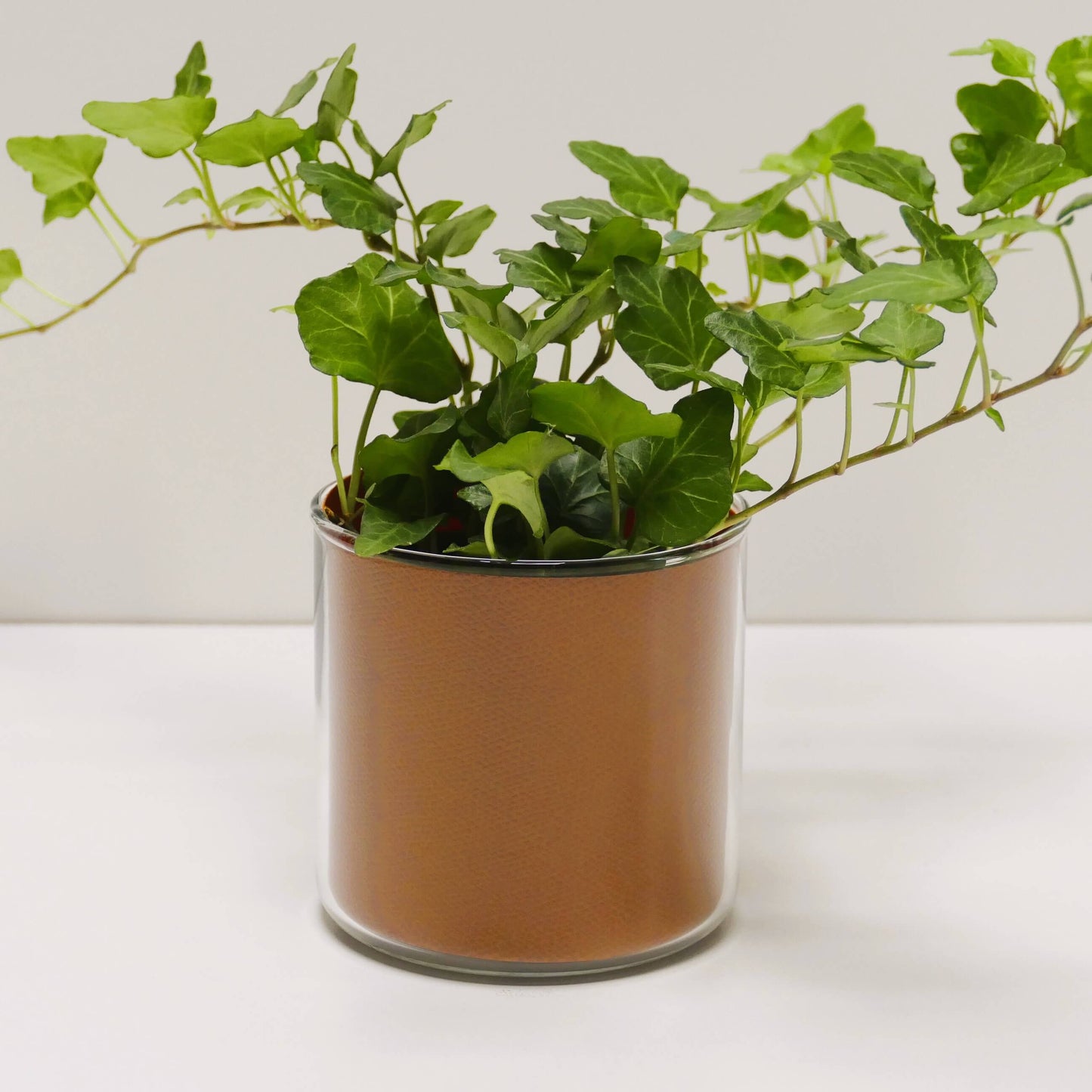 Pot "cuir" et sa plante