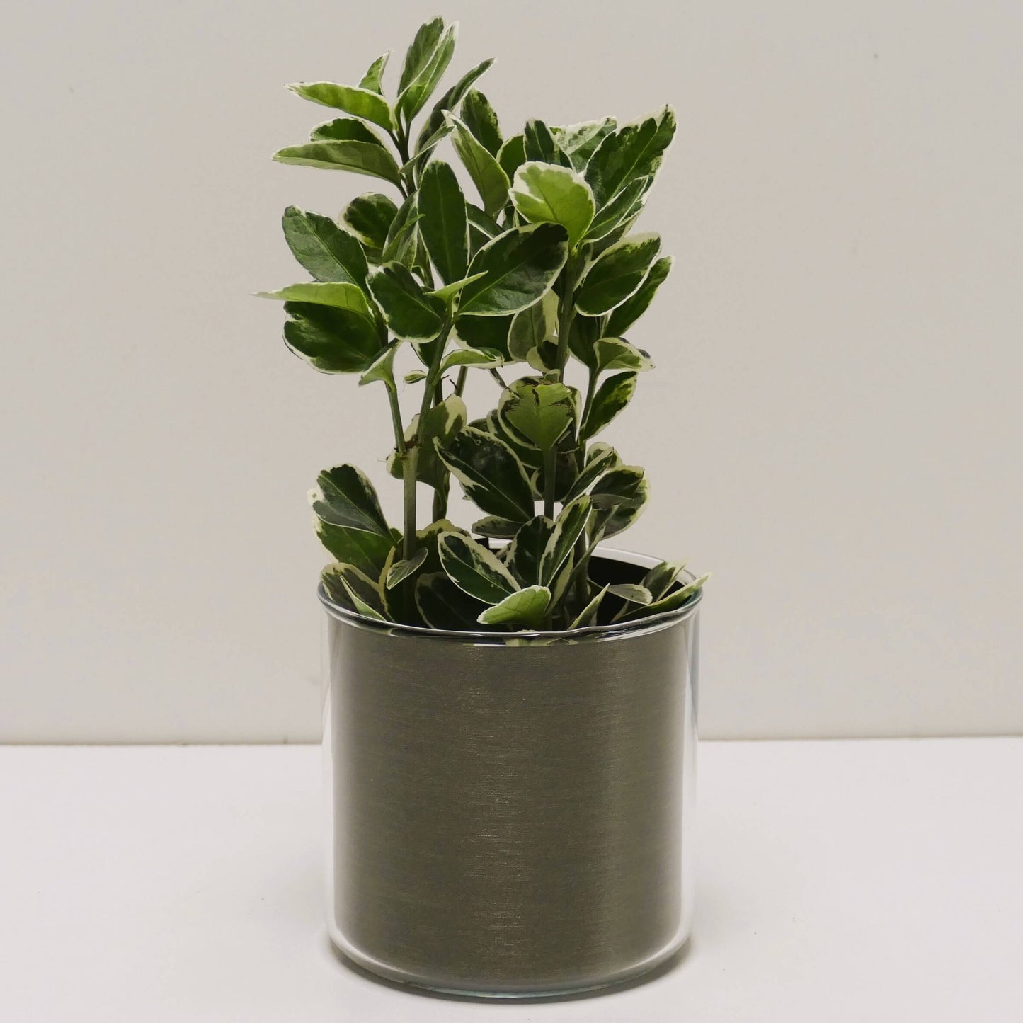 Pot "bronze brossé" et sa plante