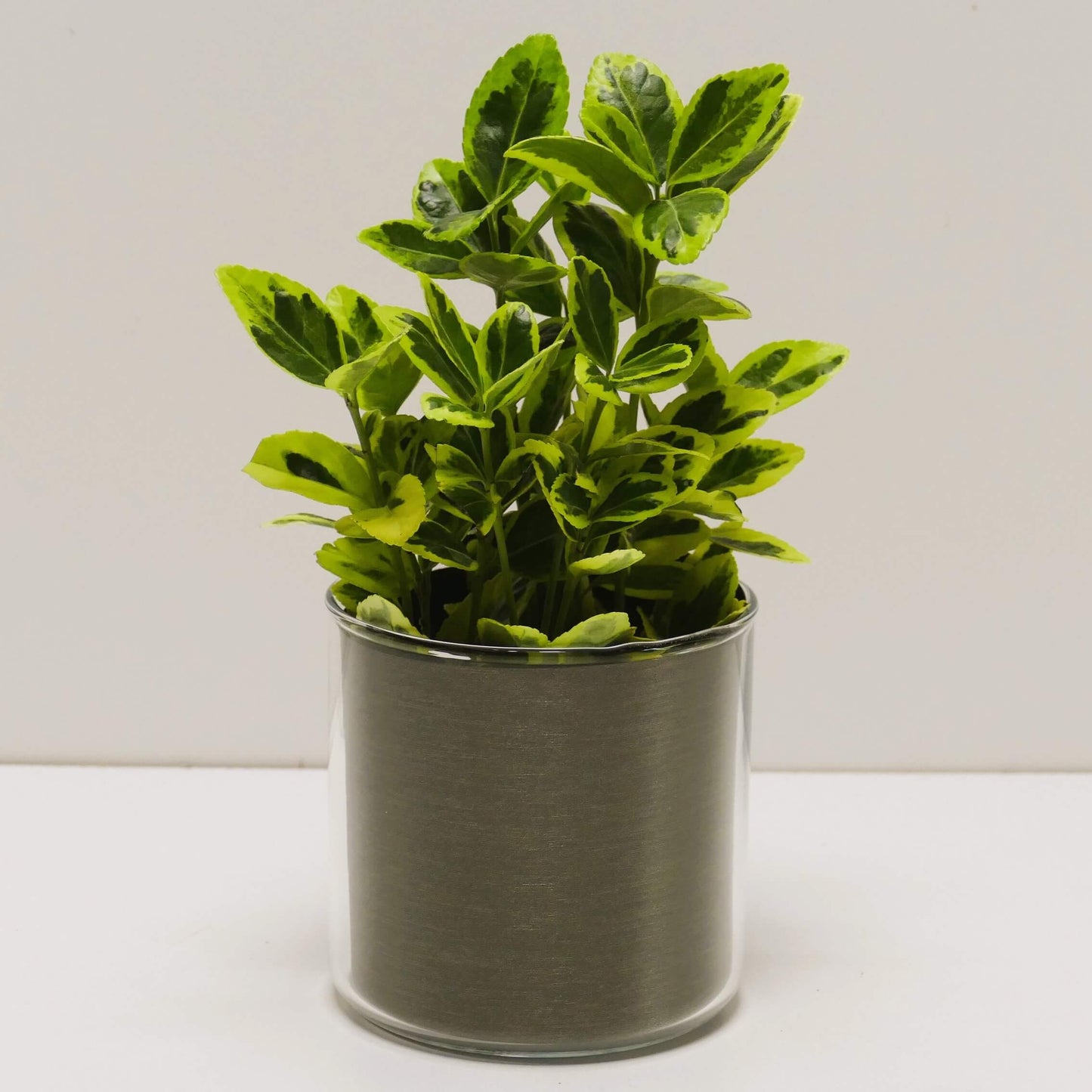 Pot "bronze brossé" et sa plante