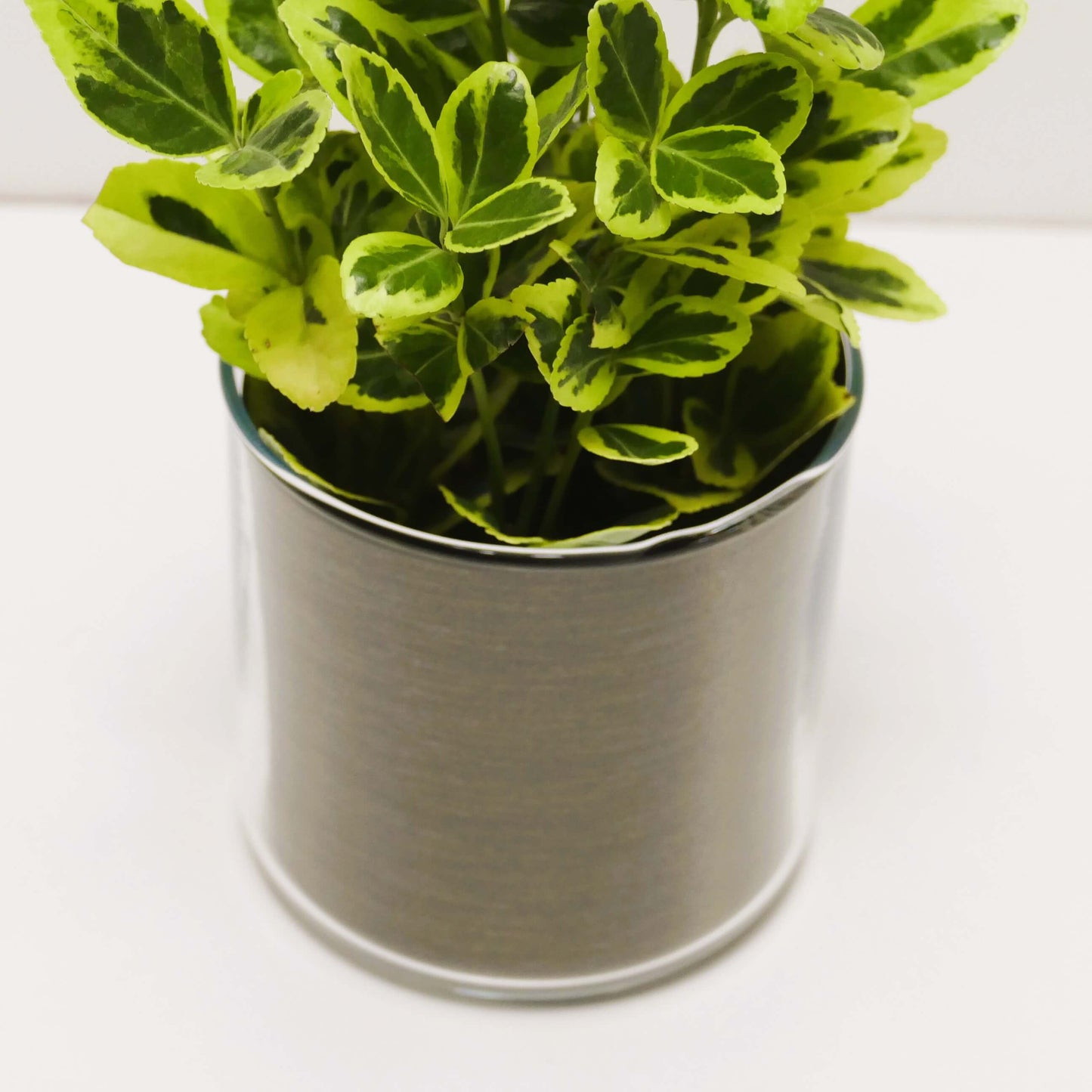 Pot "bronze brossé" et sa plante