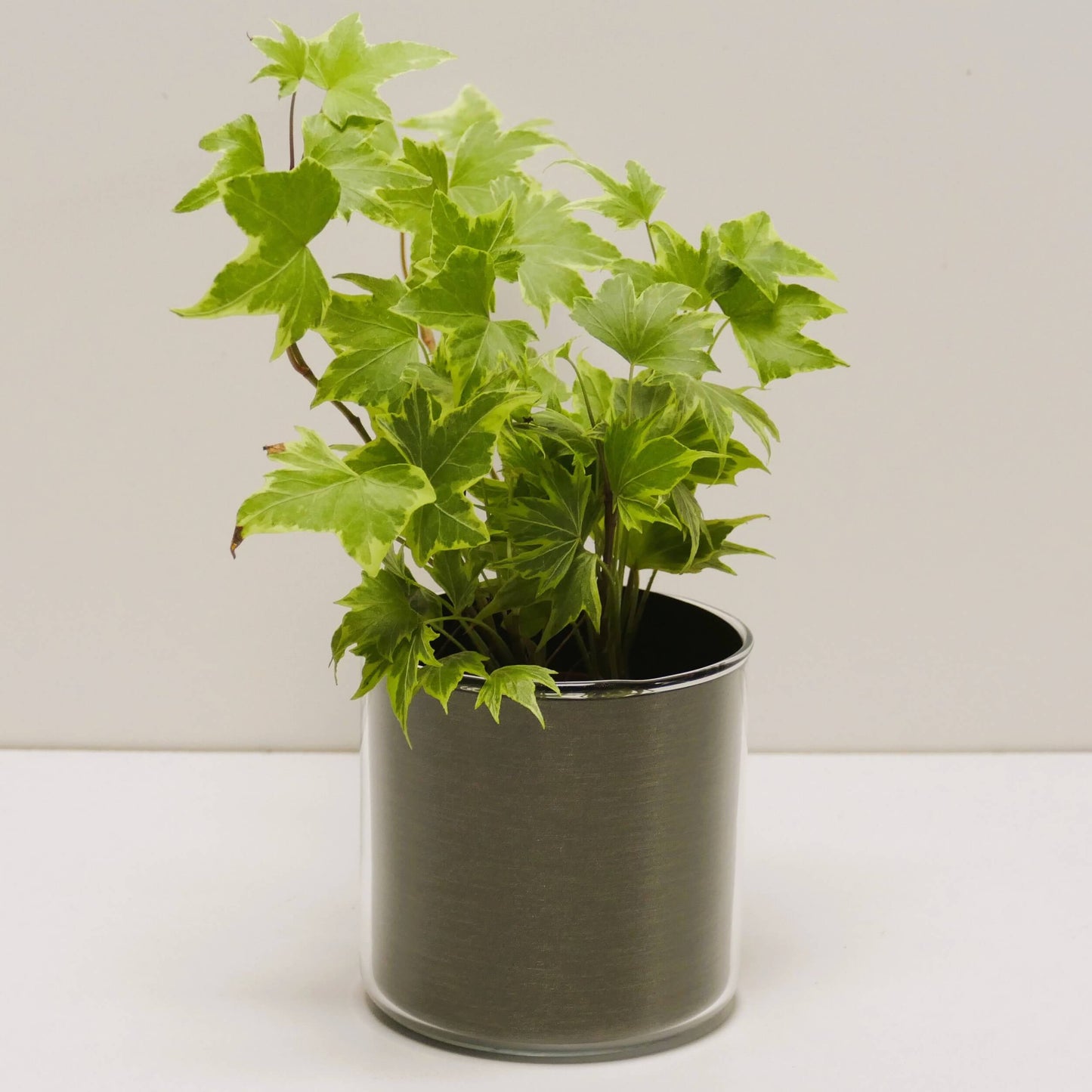 Pot "bronze brossé" et sa plante