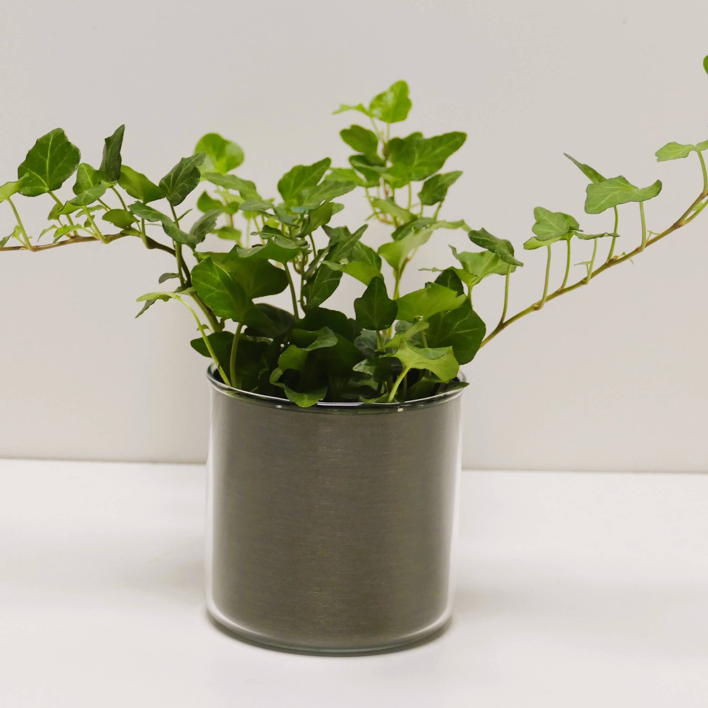 Pot "bronze brossé" et sa plante