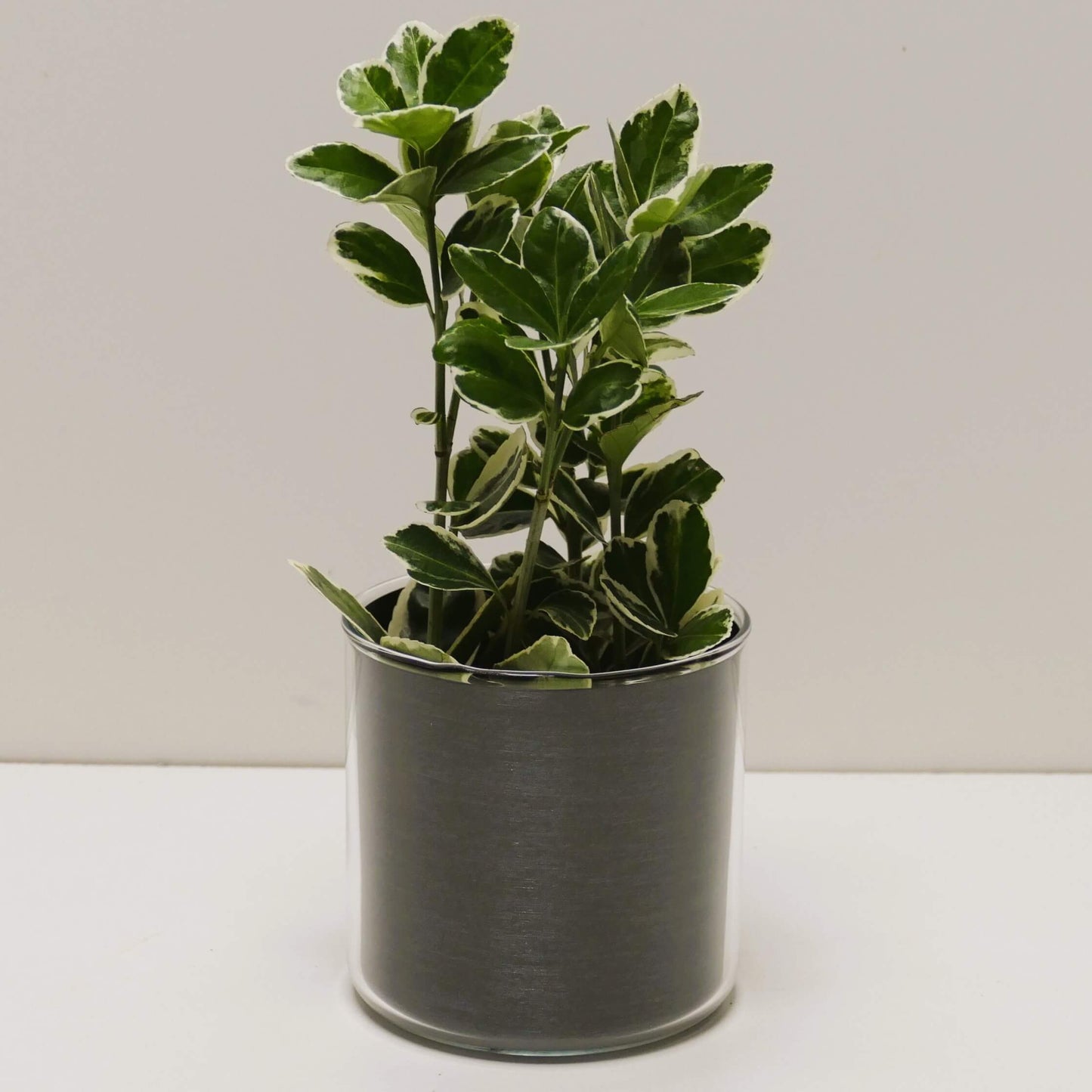 Pot "acier brossé" et sa plante