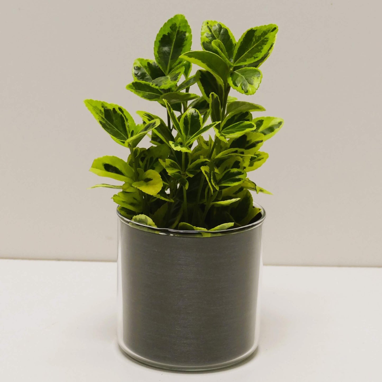 Pot "acier brossé" et sa plante