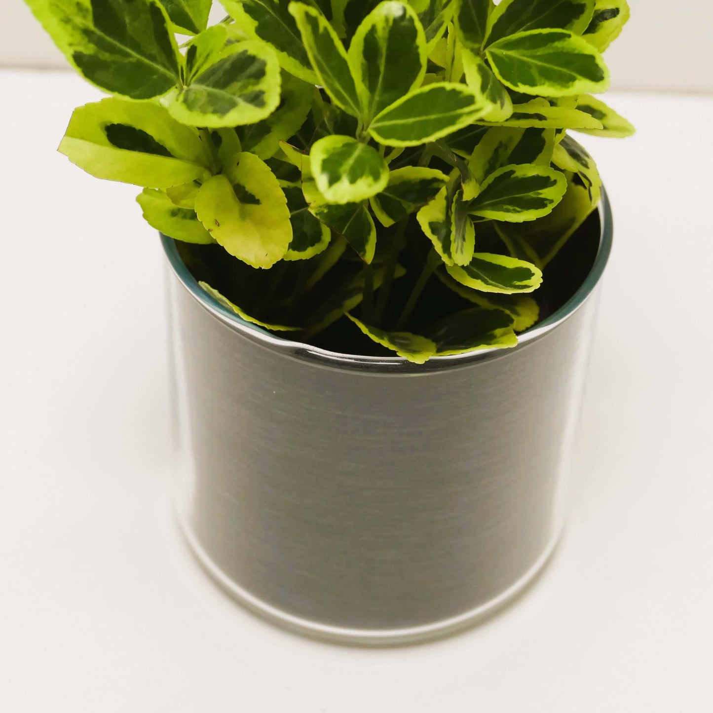 Pot "acier brossé" et sa plante