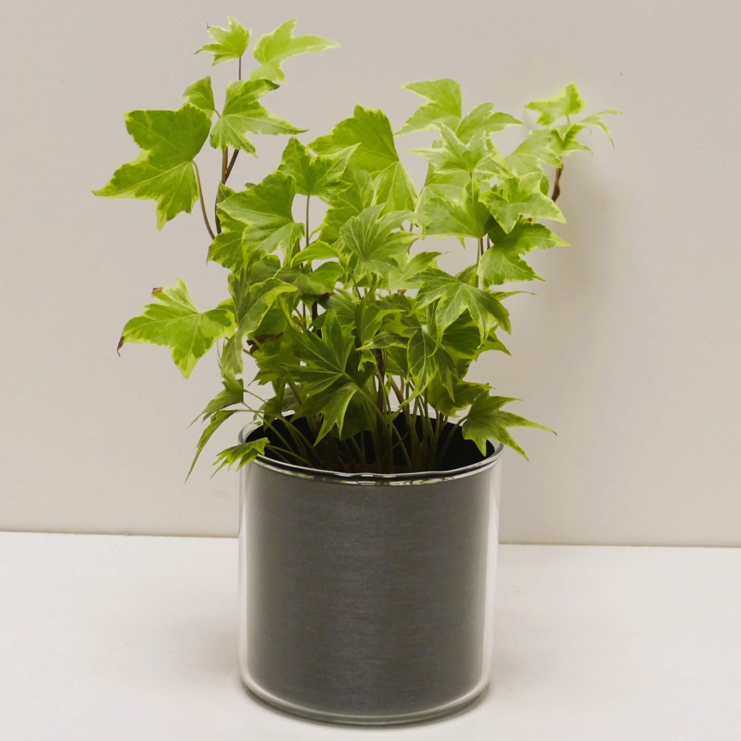 Pot "acier brossé" et sa plante