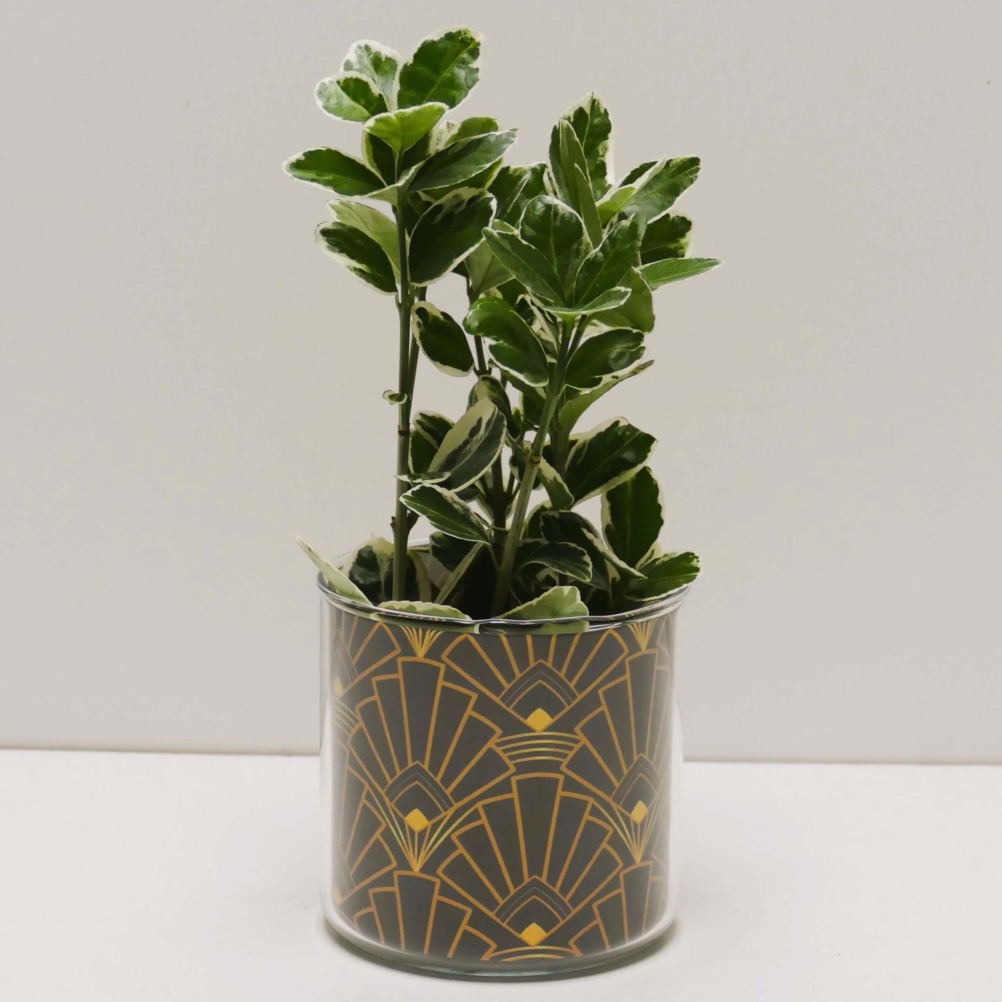Pot art déco noir et doré et sa plante