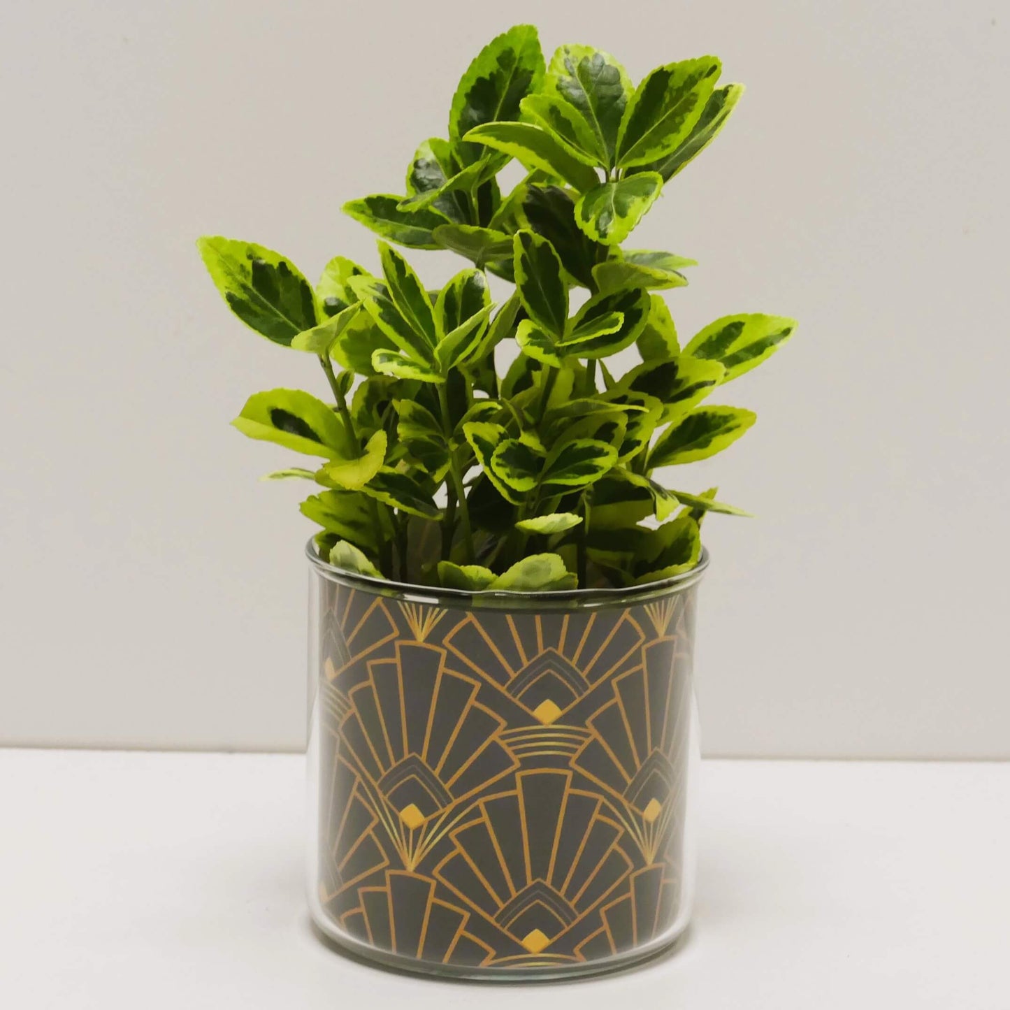 Pot art déco noir et doré et sa plante