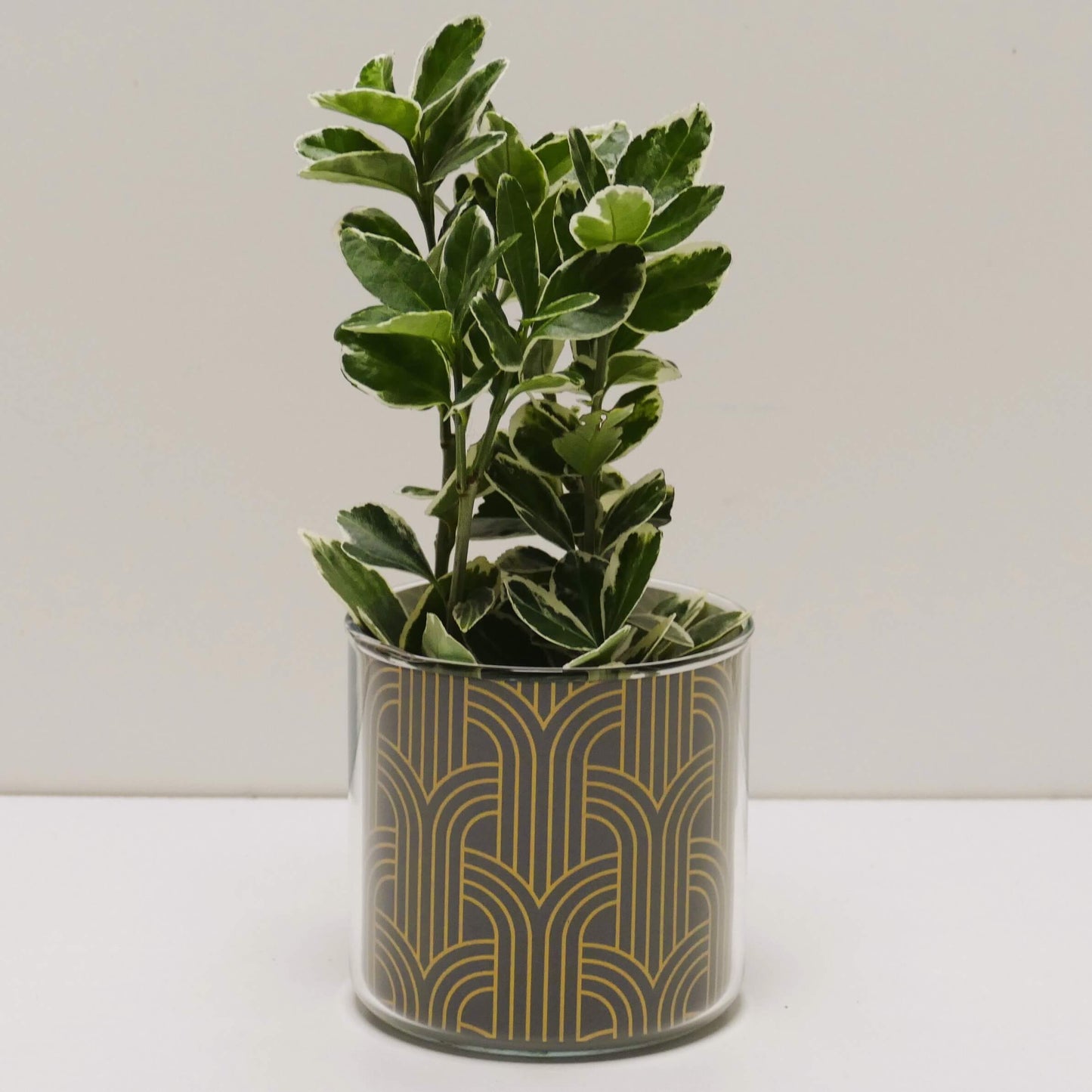 Pot art déco noir et doré v2 et sa plante