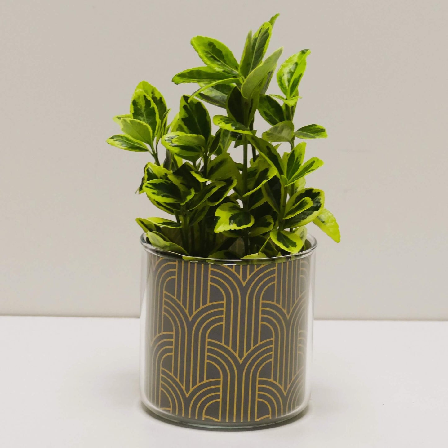 Pot art déco noir et doré v2 et sa plante