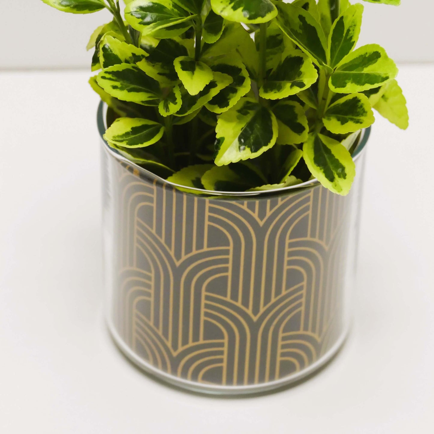 Pot art déco noir et doré v2 et sa plante