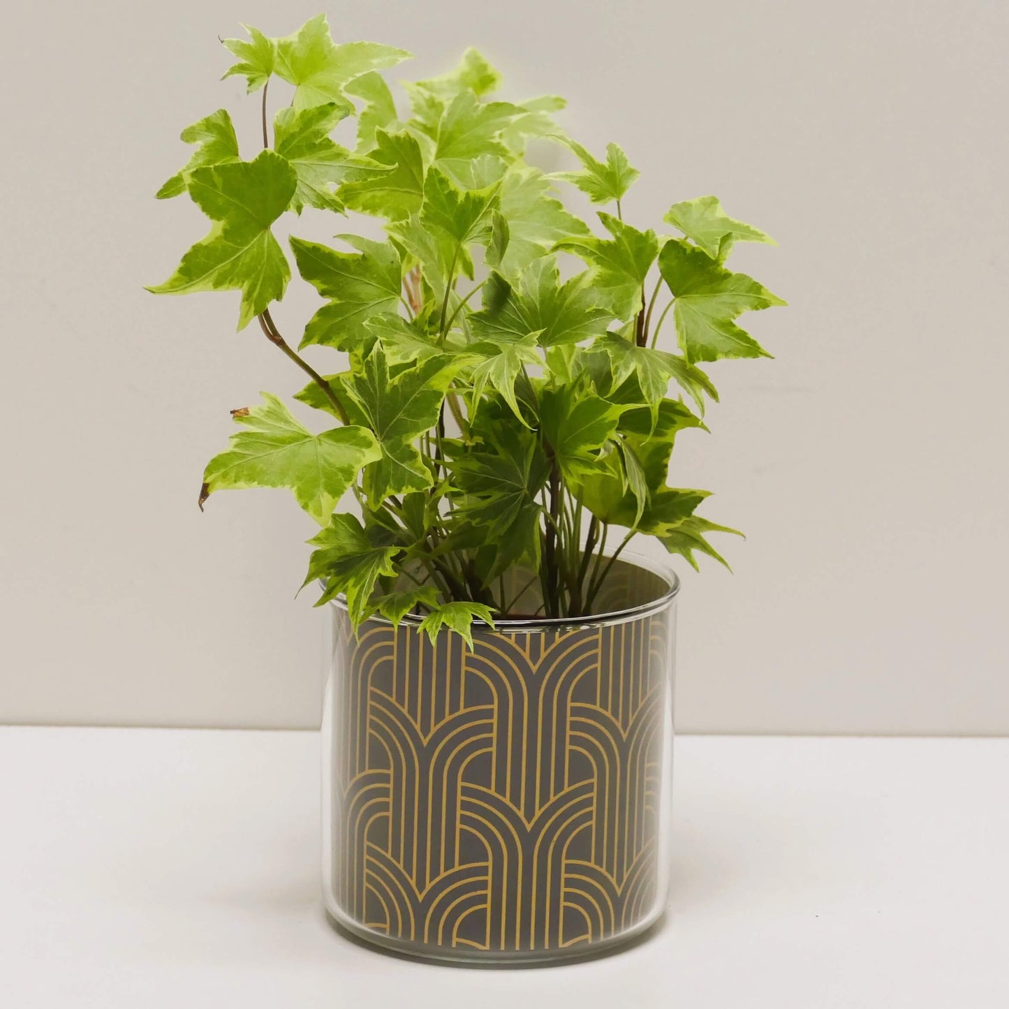Pot art déco noir et doré v2 et sa plante