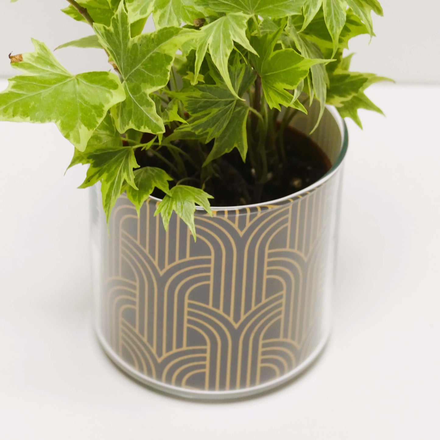 Pot art déco noir et doré v2 et sa plante