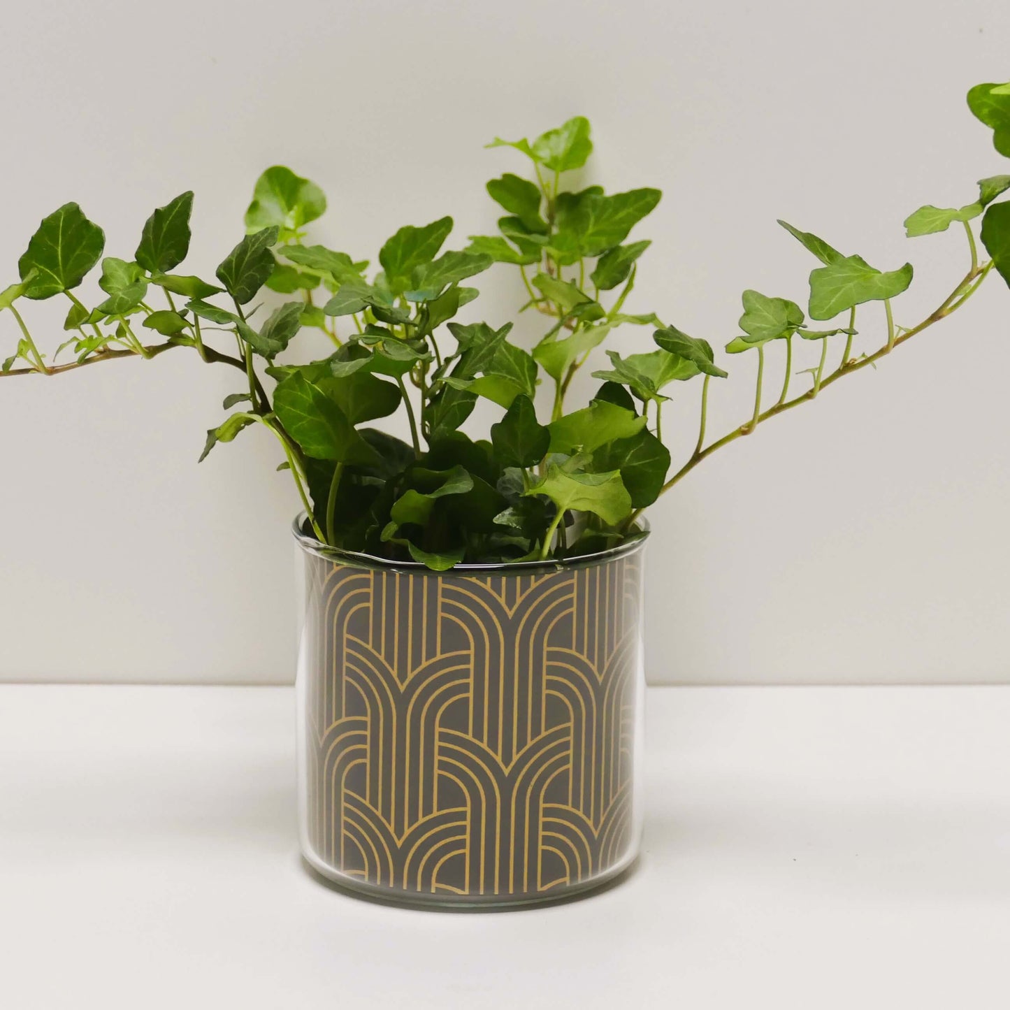 Pot art déco noir et doré v2 et sa plante