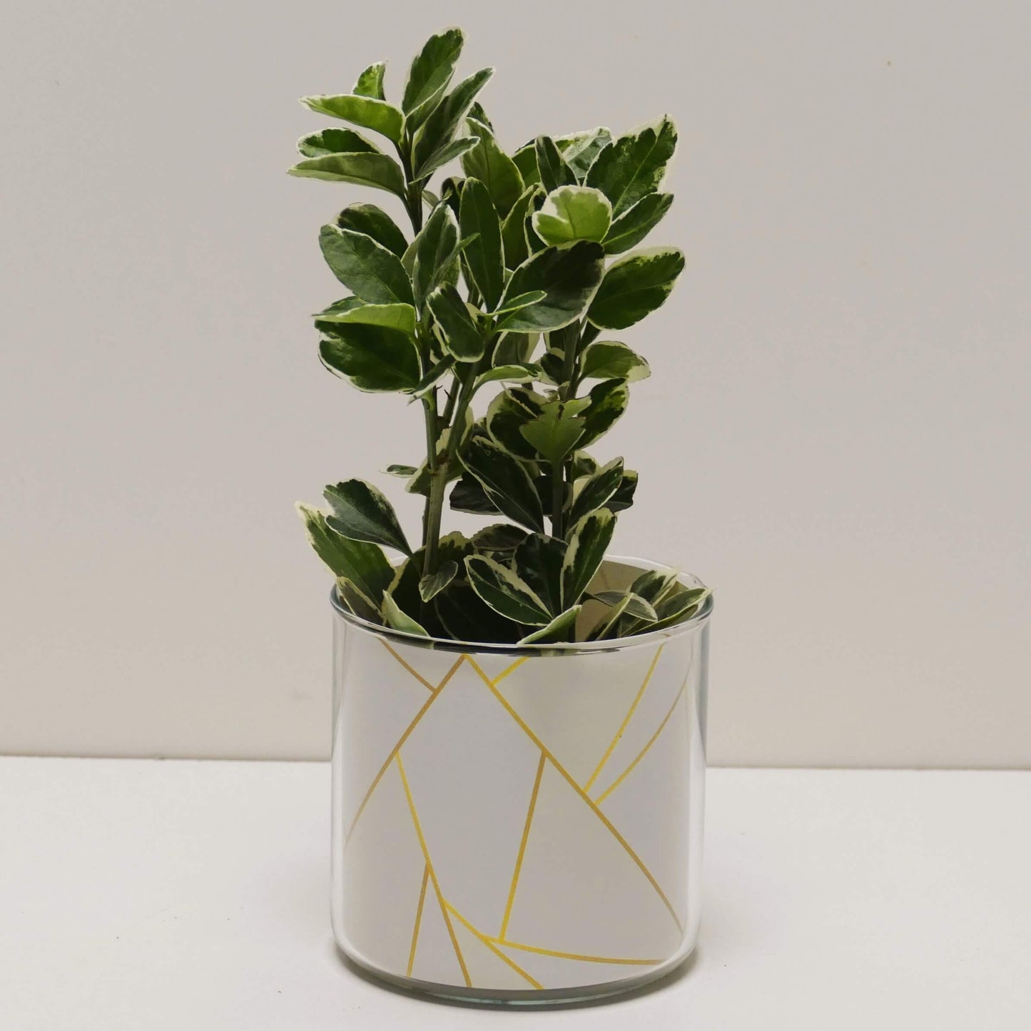 Pot graphismes blancs et dorés et sa plante
