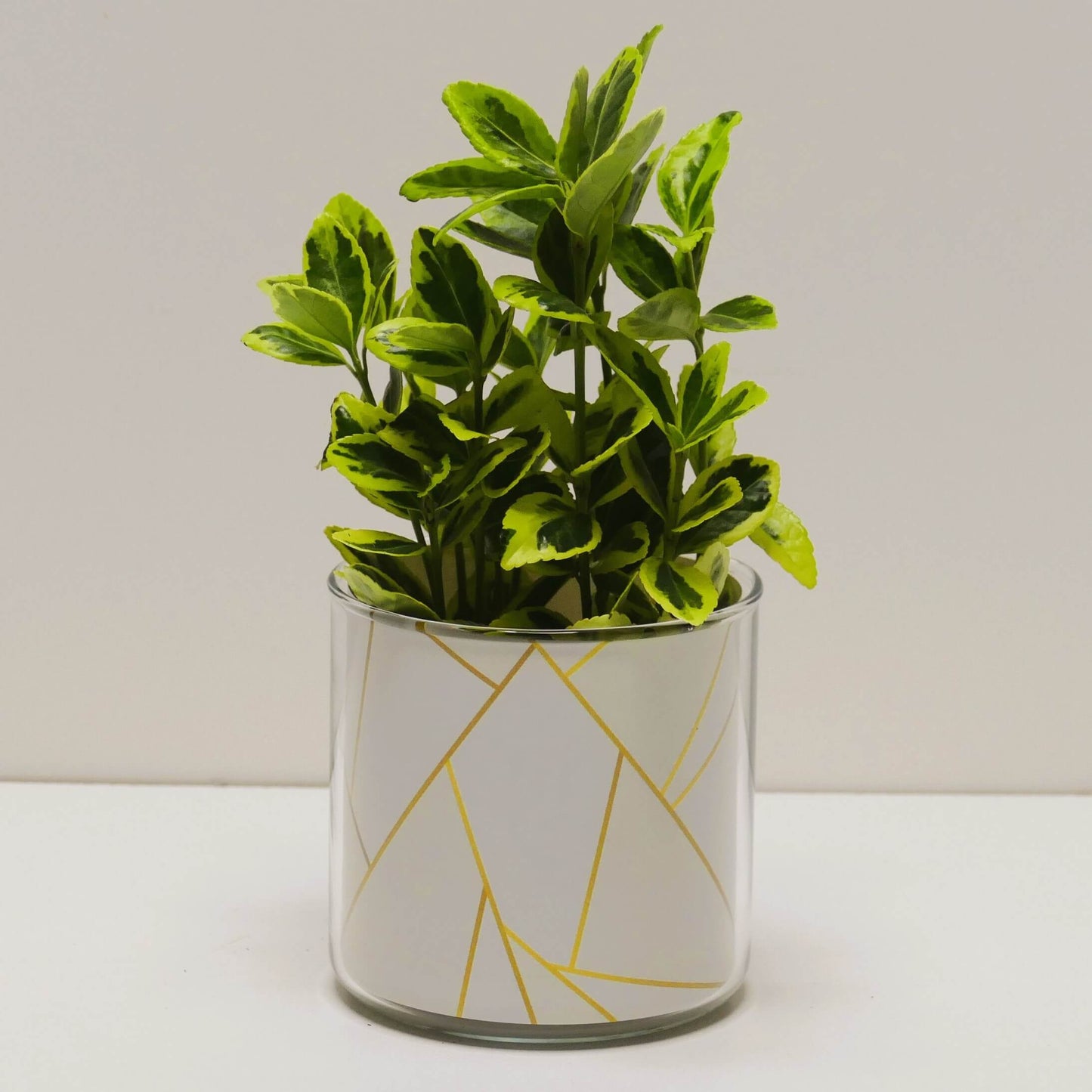 Pot graphismes blancs et dorés et sa plante