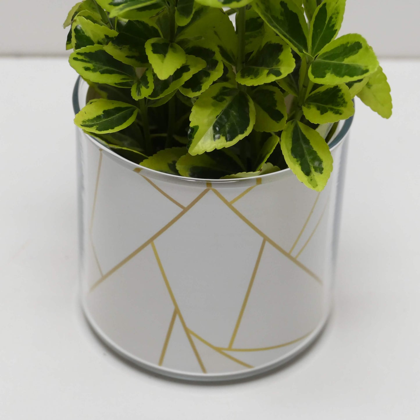 Pot graphismes blancs et dorés et sa plante