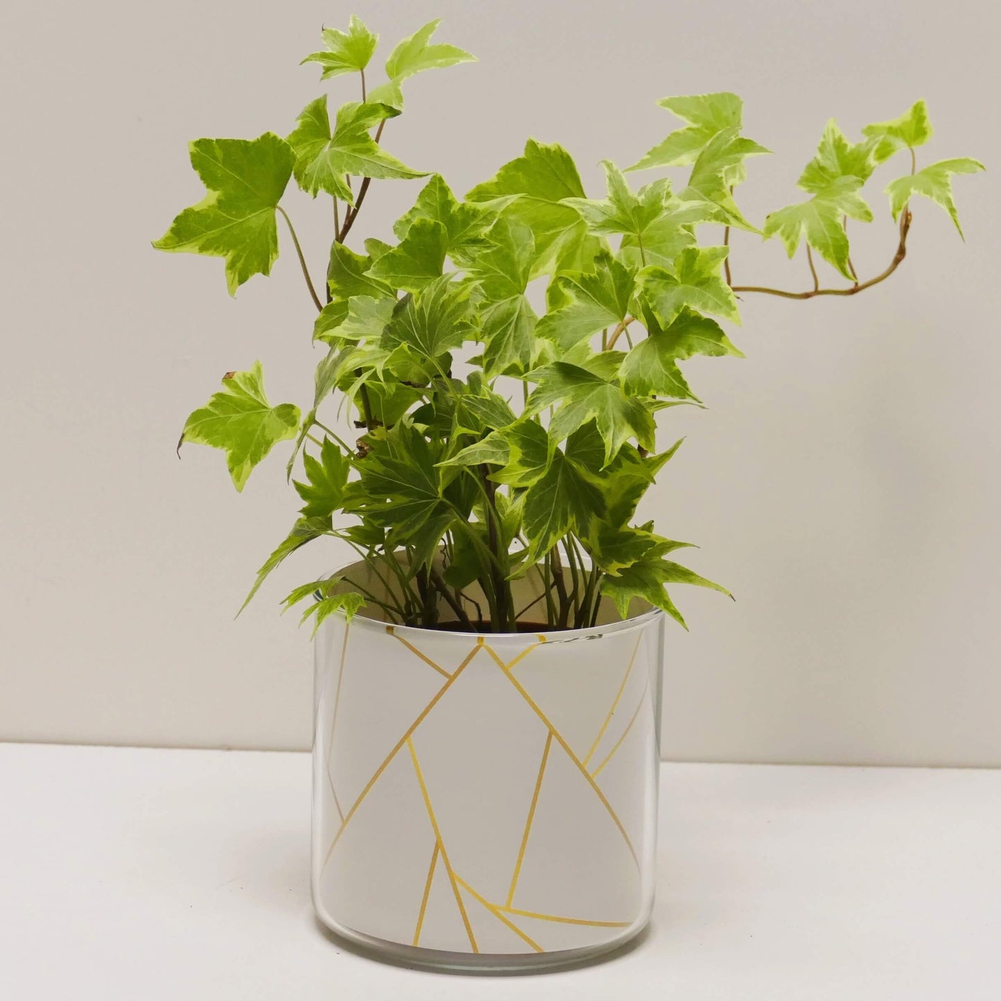 Pot graphismes blancs et dorés et sa plante