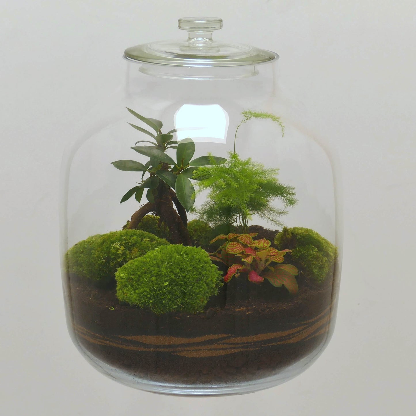 Terrarium vase bonbonne XL