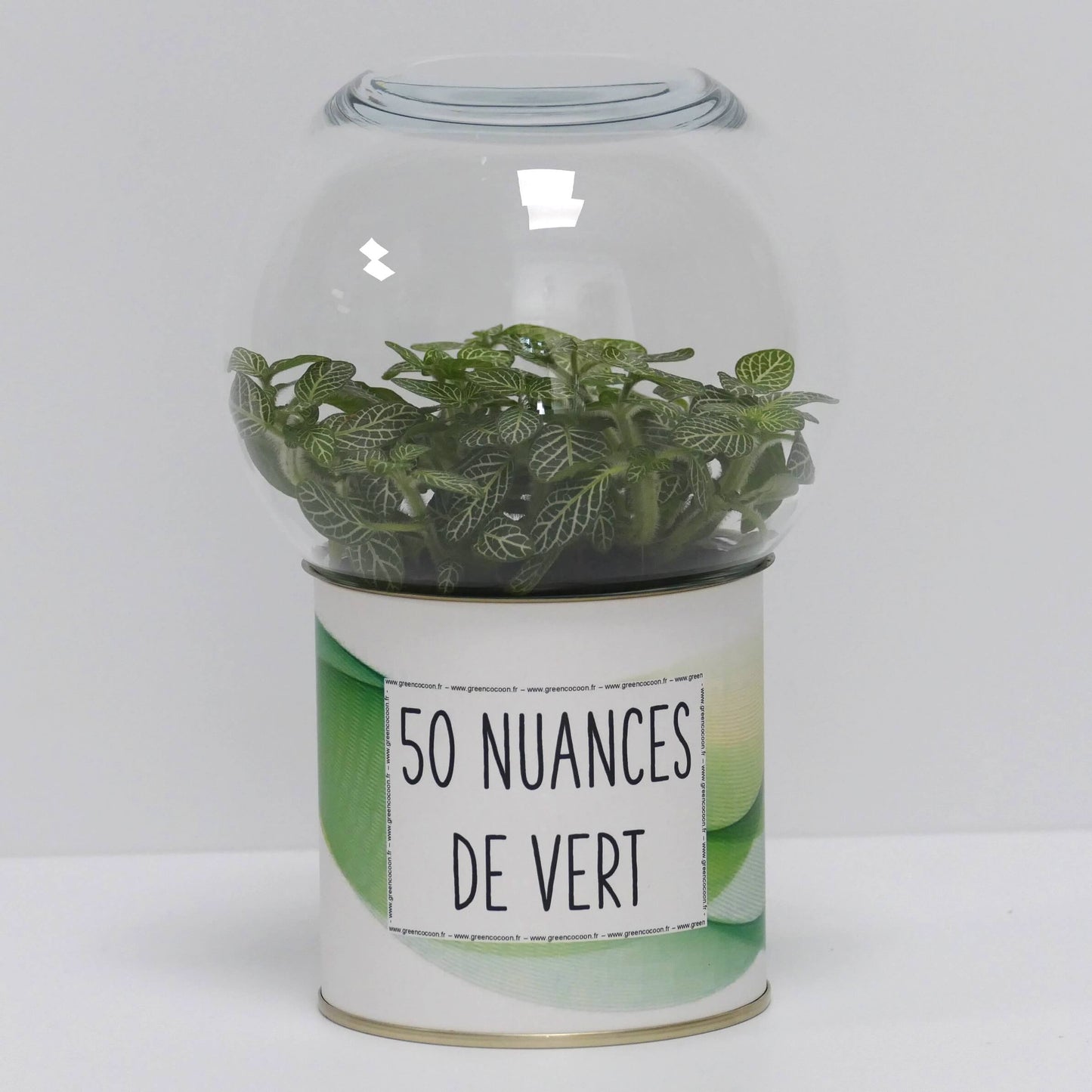 Terrarium 50 nuances de vert