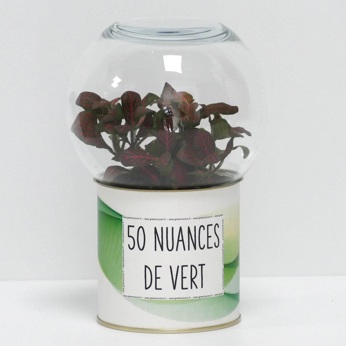 Terrarium 50 nuances de vert
