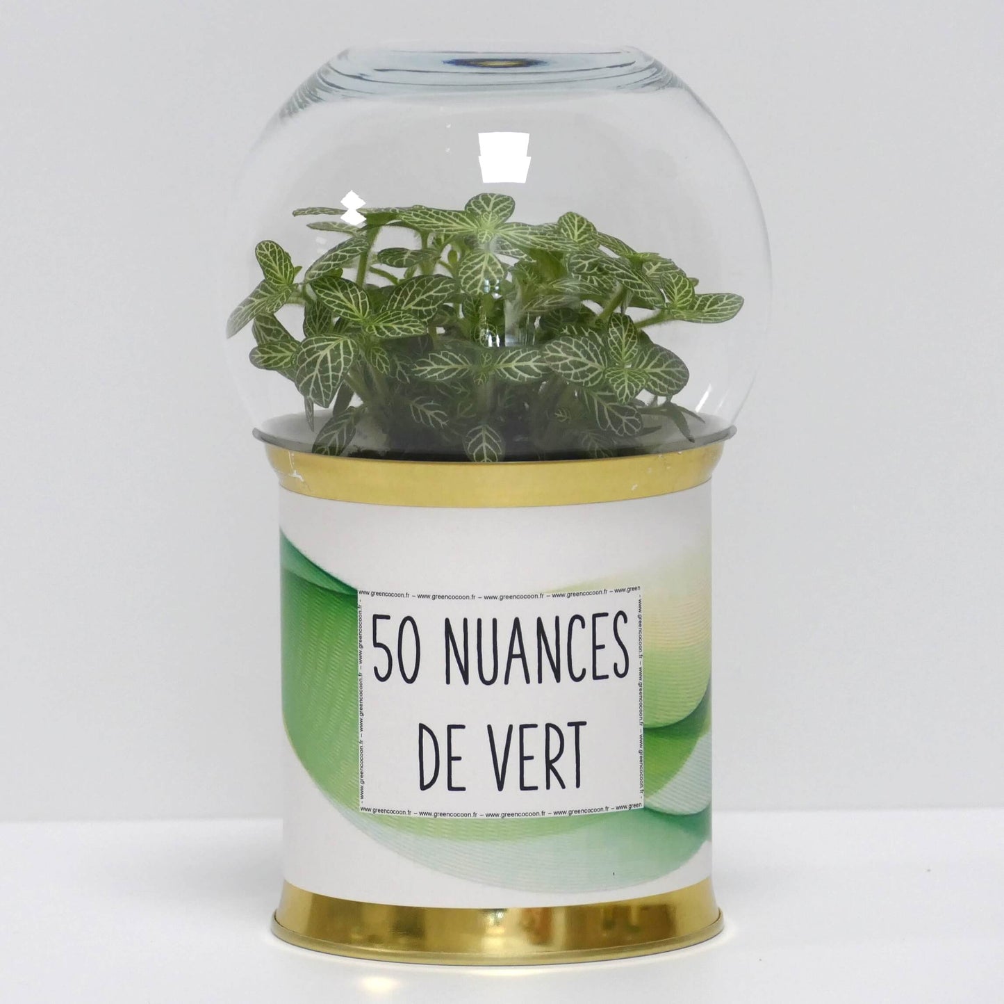 Terrarium 50 nuances de vert